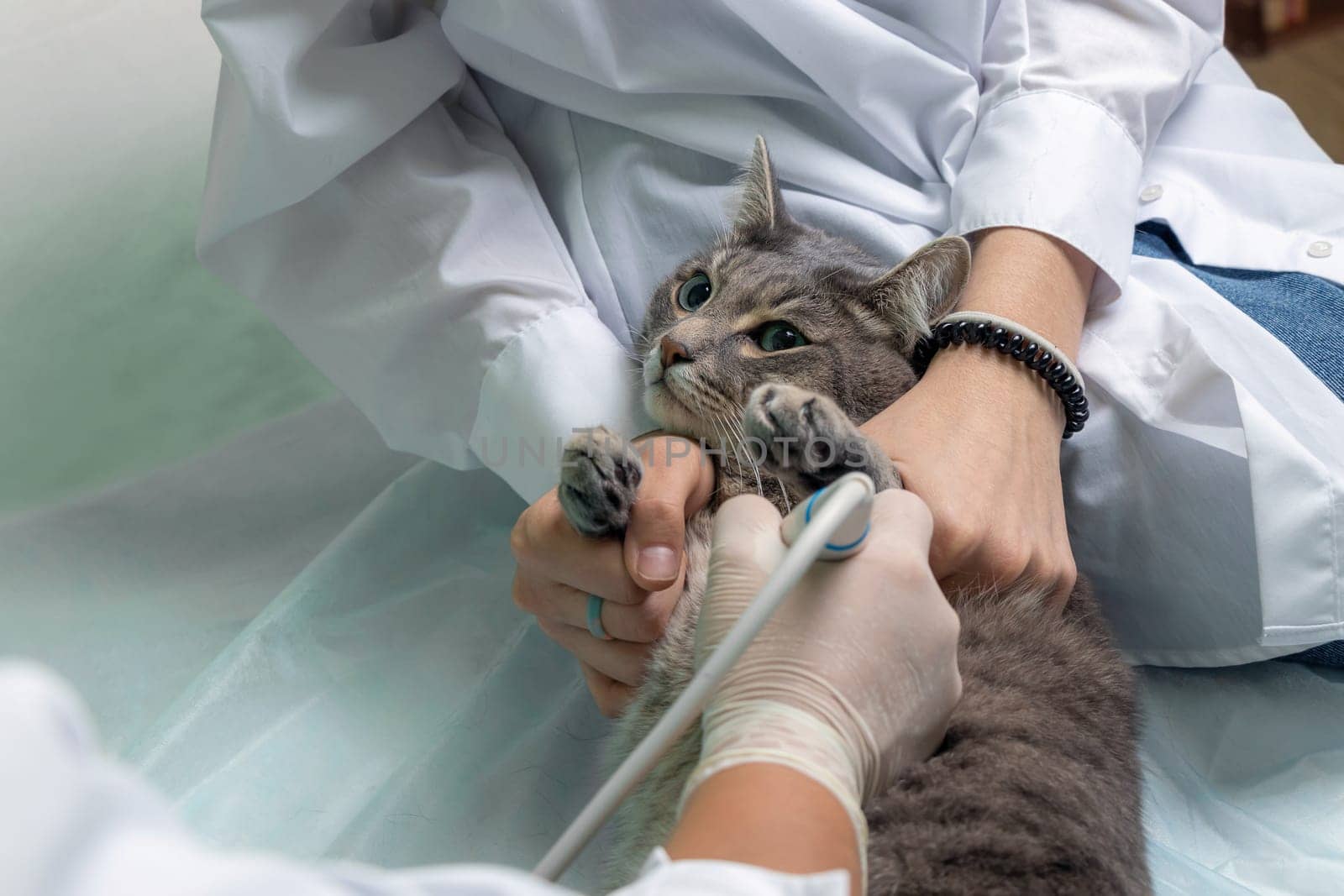 gray cat at veterinarian's appointment. veterinarian in white medical gloves performs an ultrasound on cat. soft focus by Leoschka