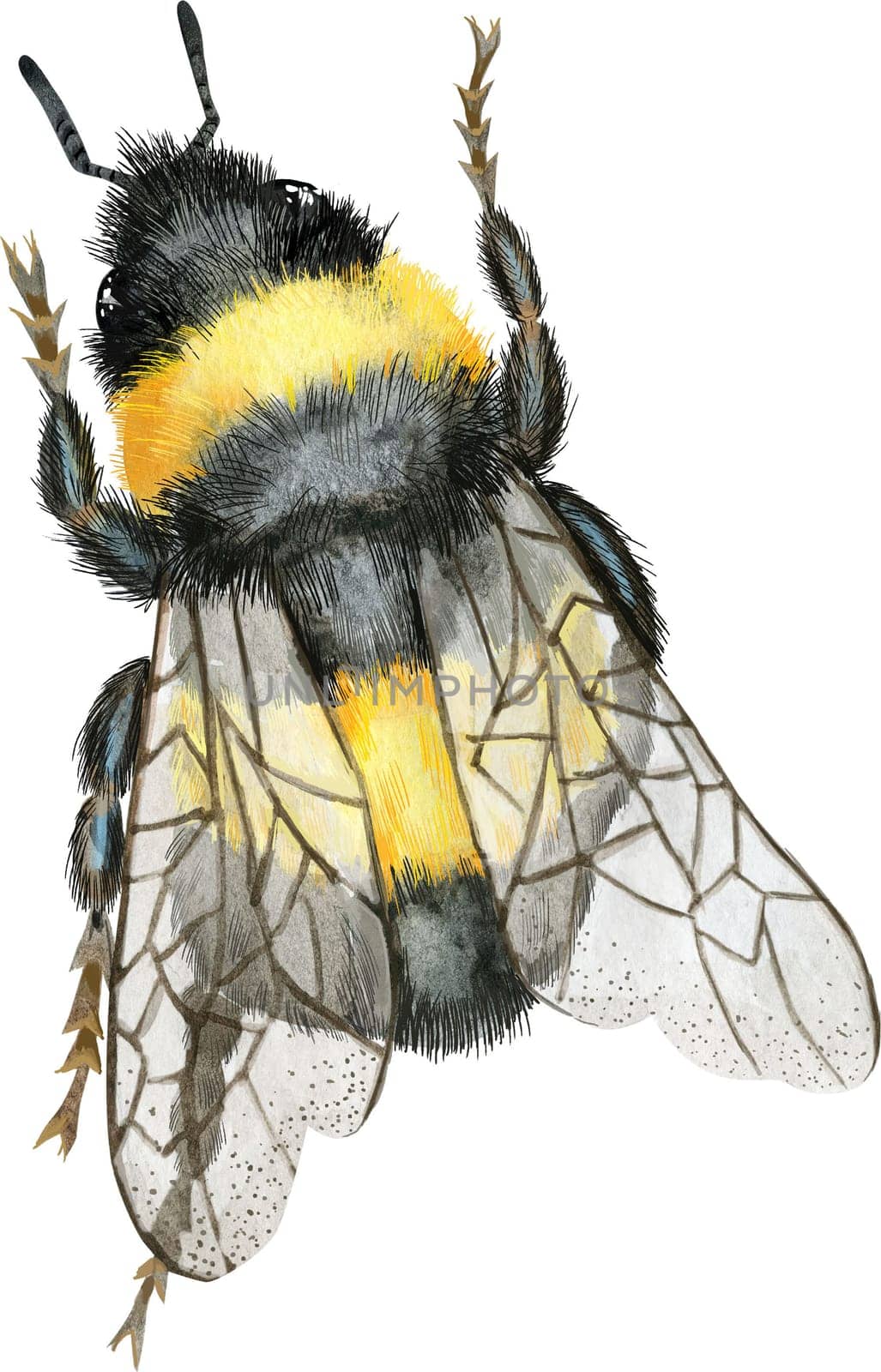 Cute earth bumblebee. Insect for t-shirt graphics. Watercolor bumblebee illustration