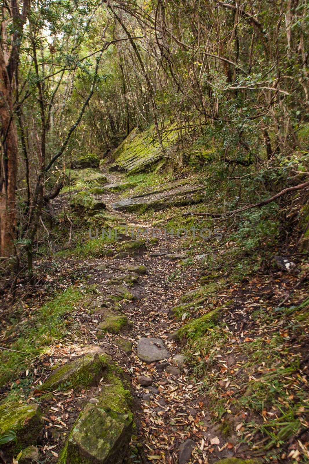 Fairy Glen Hiking Trail 15611 by kobus_peche