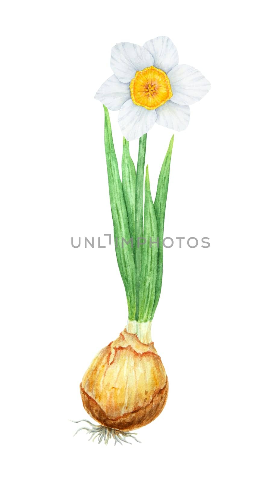 Narcissus, watercolor illustration of daffodils. Hand drawn watercolor painting of a fragrant spring garden flower. White and yellow botanical painting for greeting, wedding, Easter, Mothers day print.