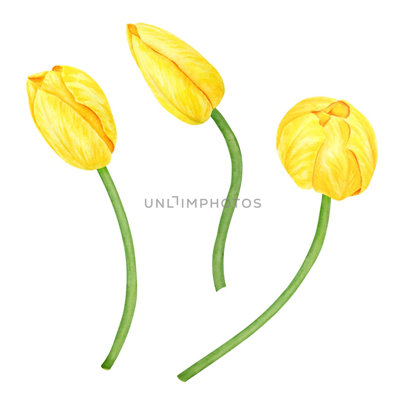 Yellow tulip. Watercolor hand drawn illustration of spring symbol, golden flower. Clip art for Easter, Mothers Day, Womens Day, March 8 cards, wedding, farmer and floristic prints, travelbooks, packing