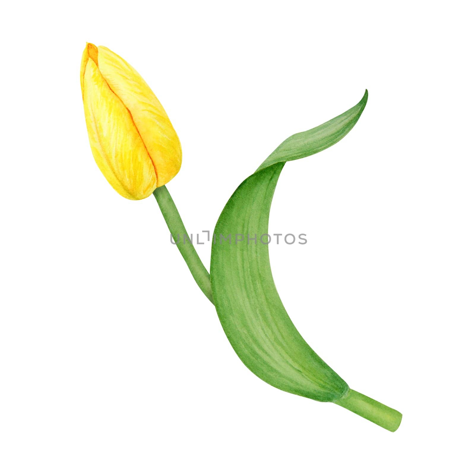 Yellow tulip. Watercolor hand drawn illustration of spring symbol, golden flower. Clip art for Easter, Mothers Day, Womens Day, March 8 cards, wedding, farmer and floristic prints, travelbooks, packing