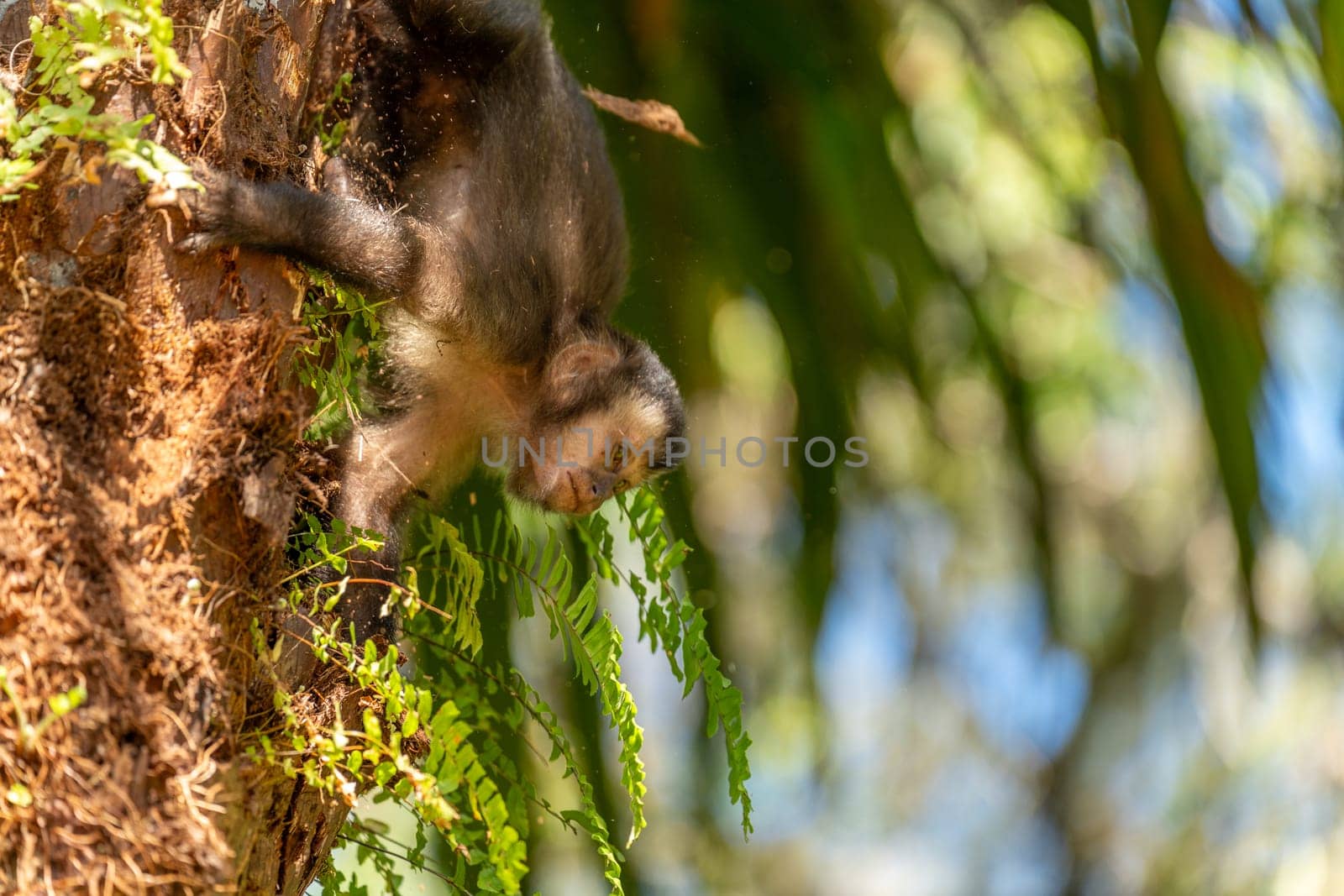 Capuchin monkey forages in a verdant forest, embodying wilderness.
