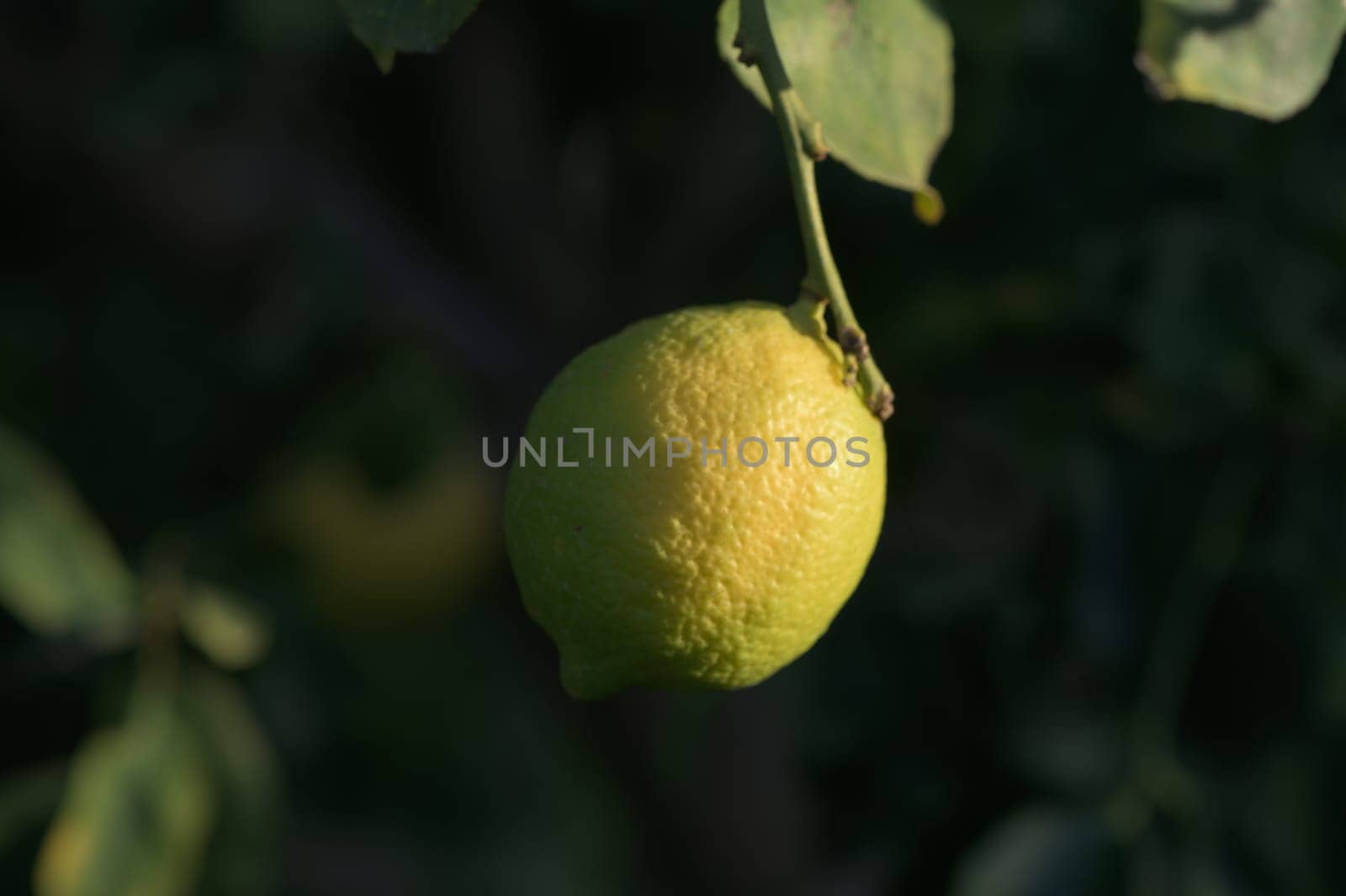 yellow lemon on tree branches in winter