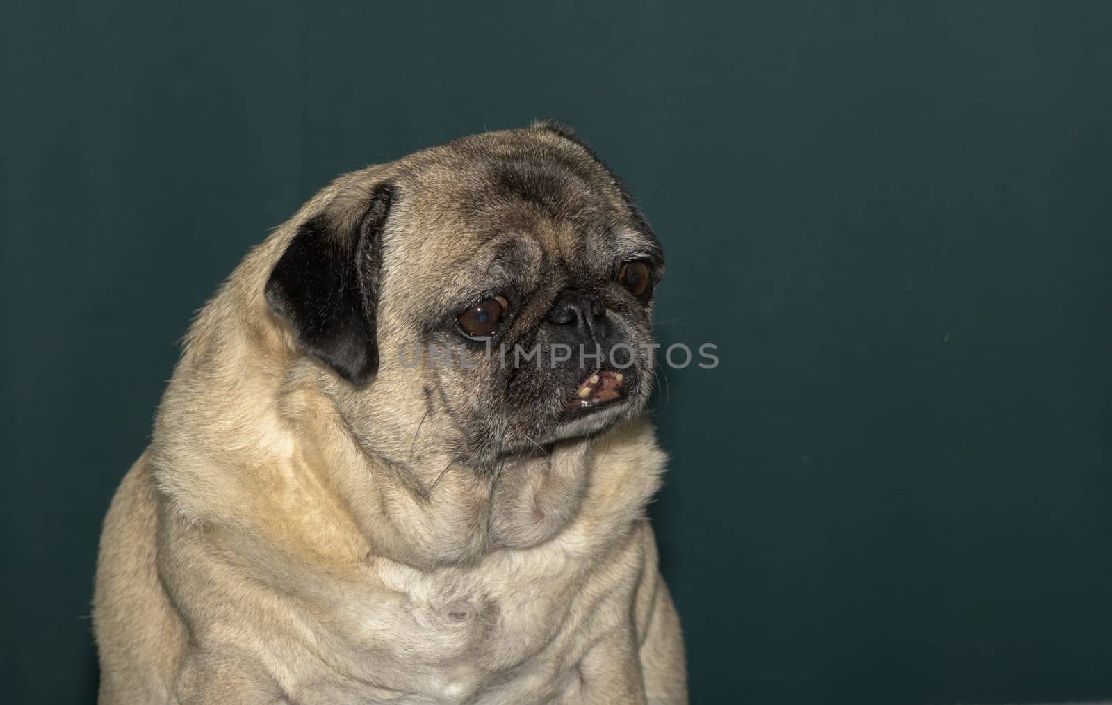old pug portrait tna dark green background 8