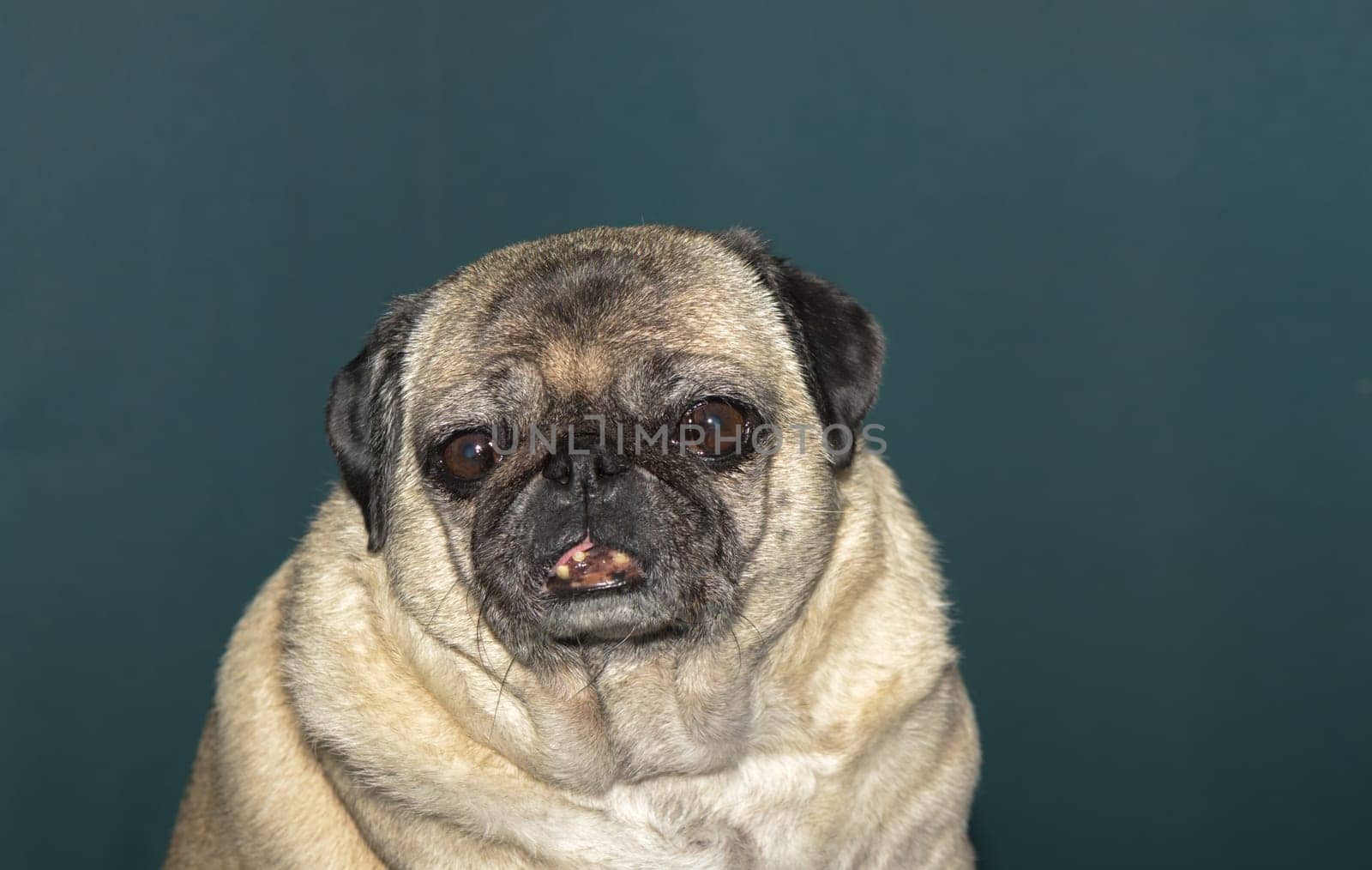 old pug portrait tna dark green background 3