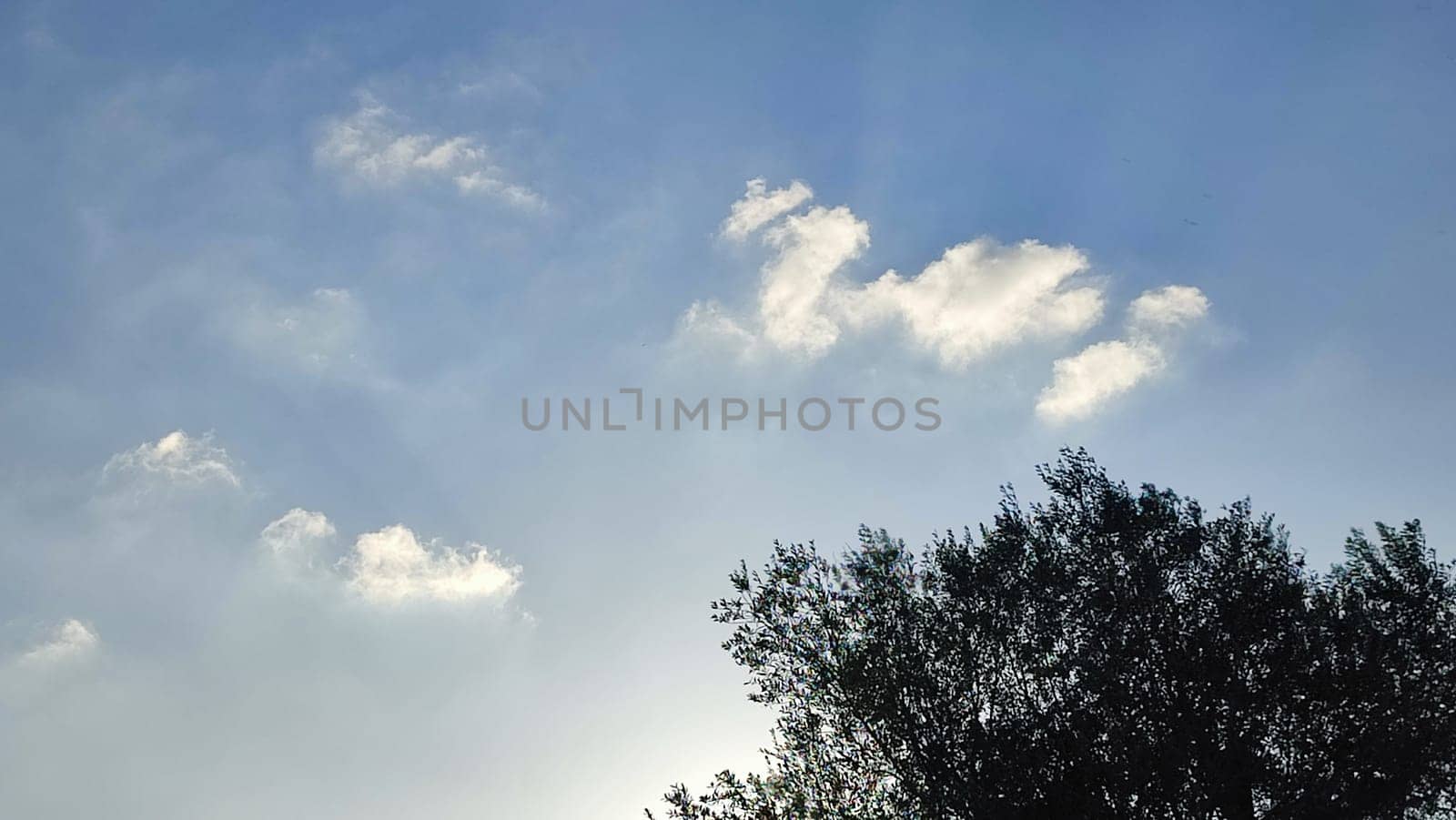 Summer time green nature plants park trees background landscape . High quality photo