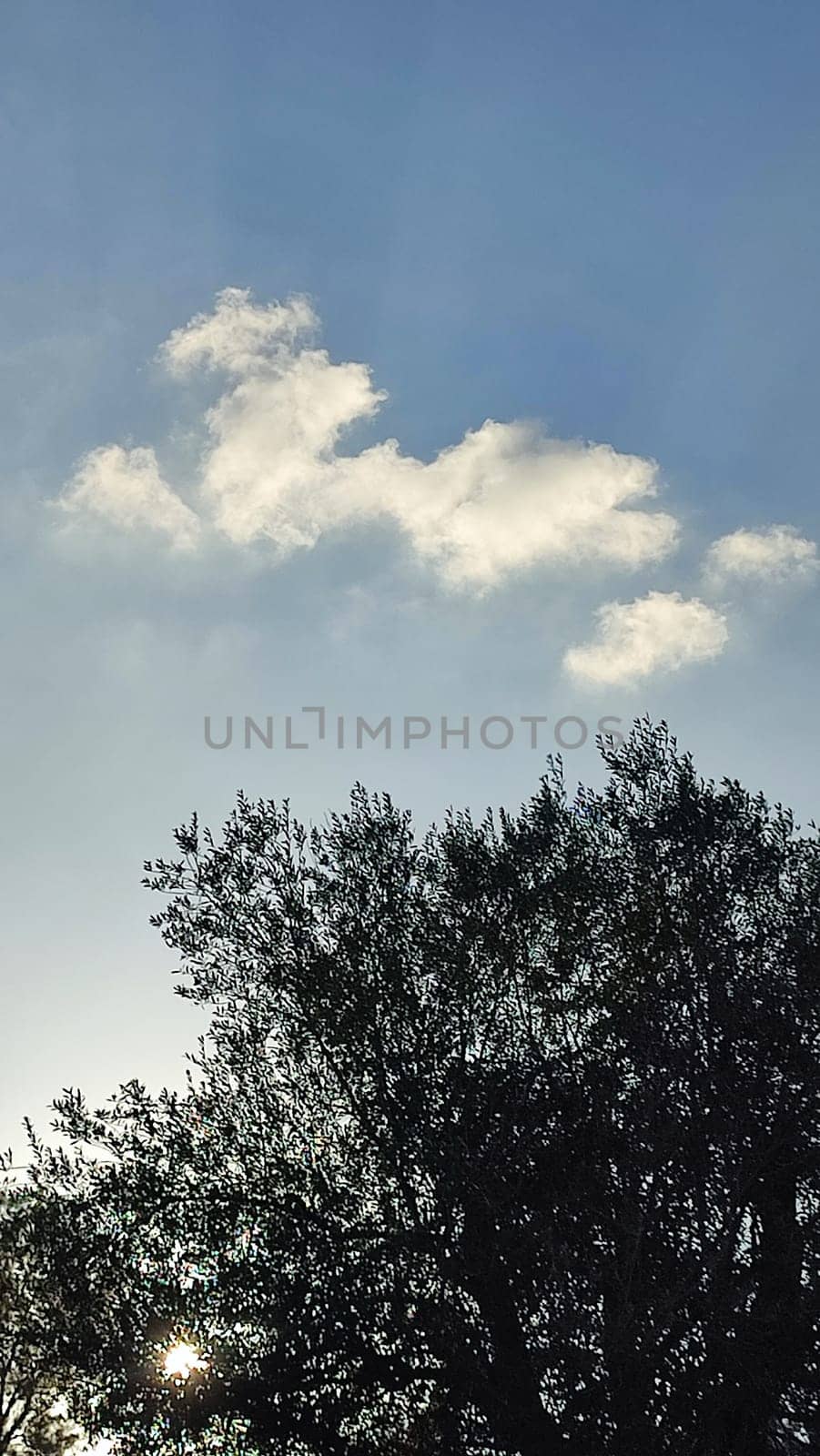 Summer time green nature plants park trees background landscape . High quality photo