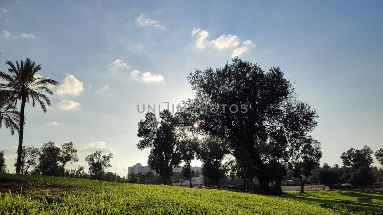 Summer time green nature plants park trees background landscape . High quality photo