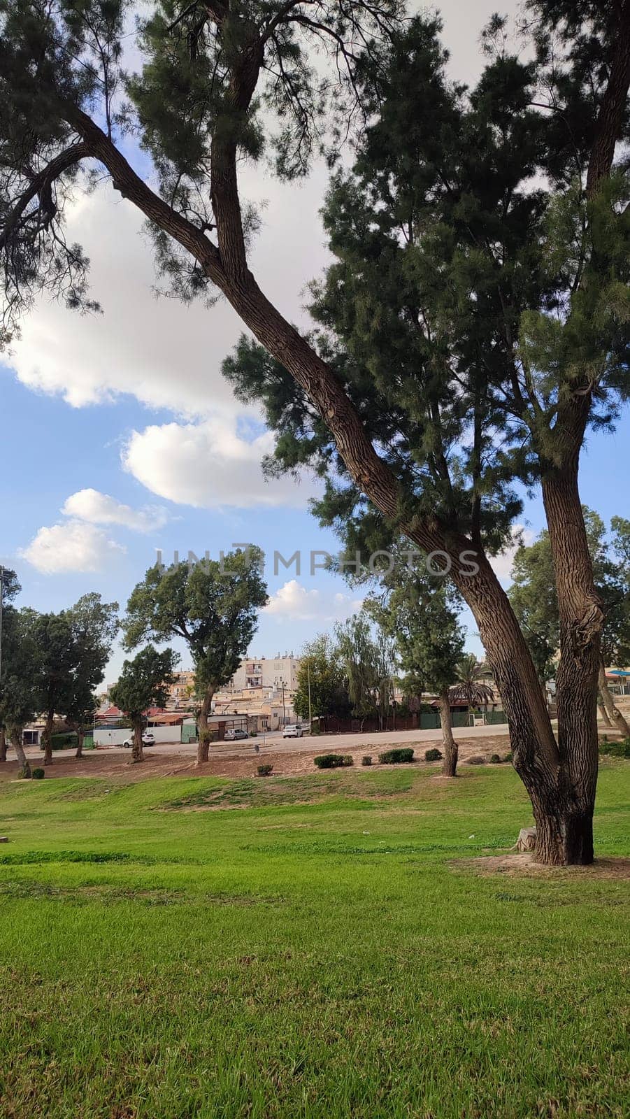 Summer time green nature plants park trees background landscape . High quality photo