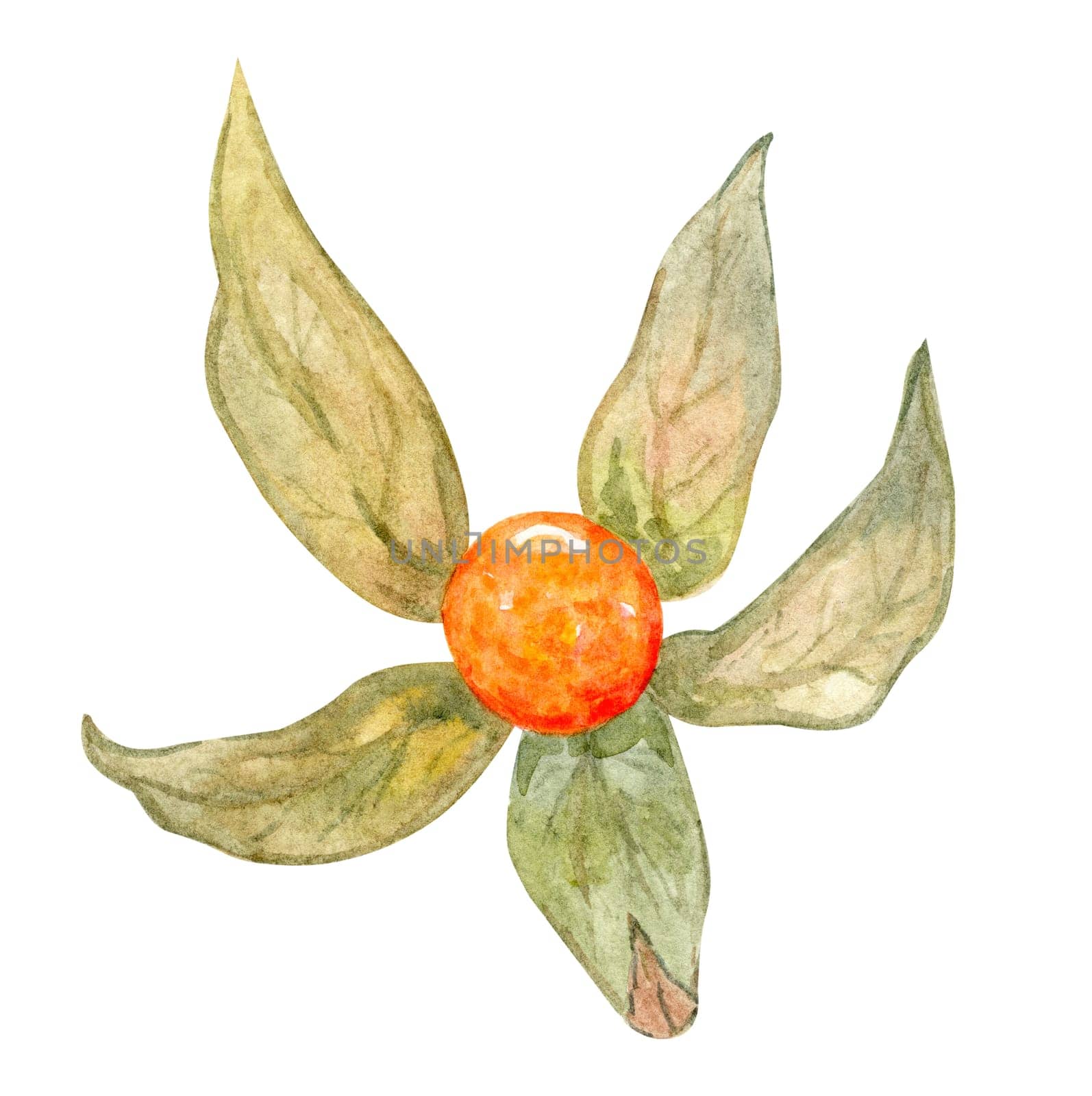 Watercolor physalis illustration isolated on white background