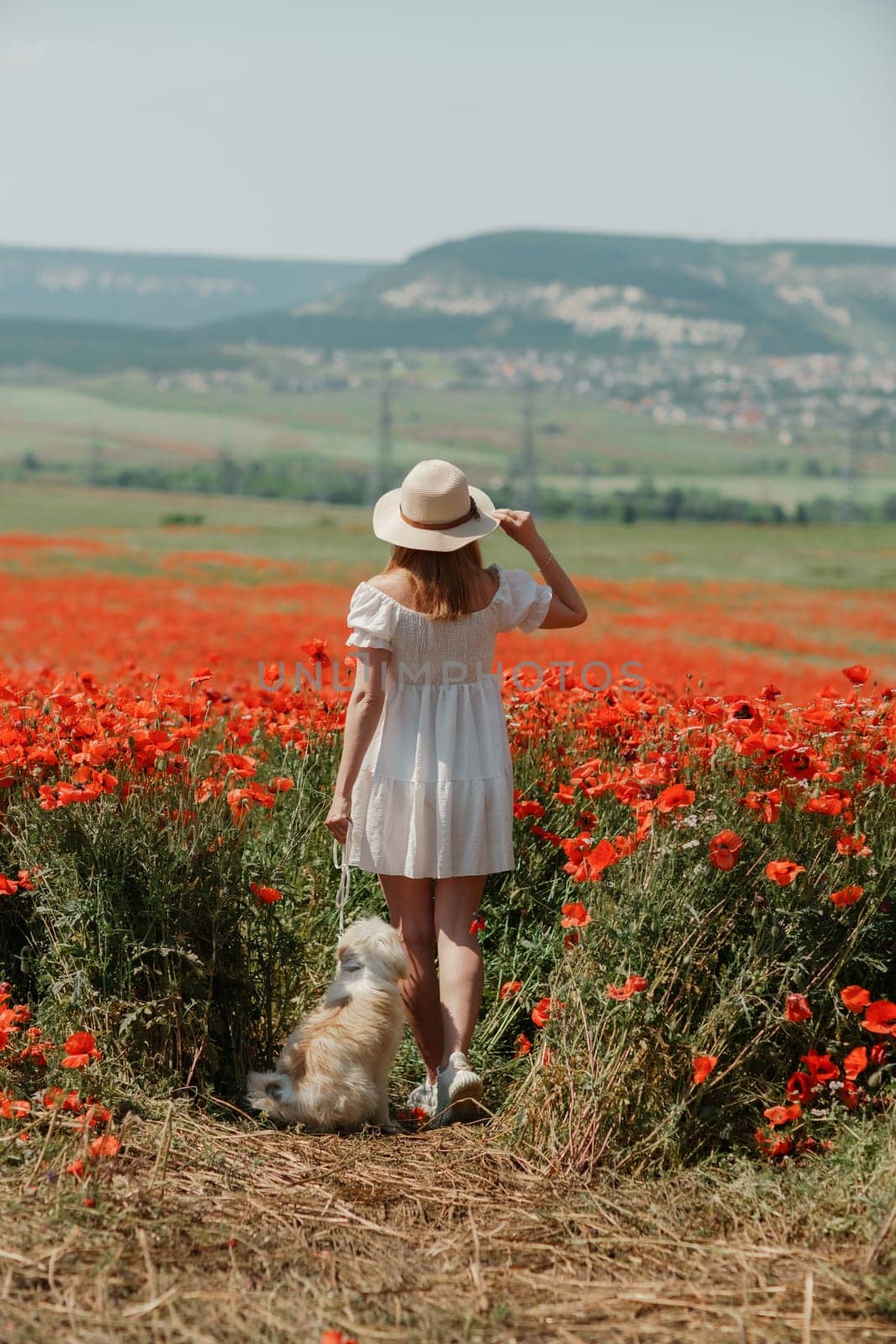 Field of poppies woman dog. Happy woman in a white dress and hat stand with her back through a blooming field of poppy with a white dog. Field of blooming poppies