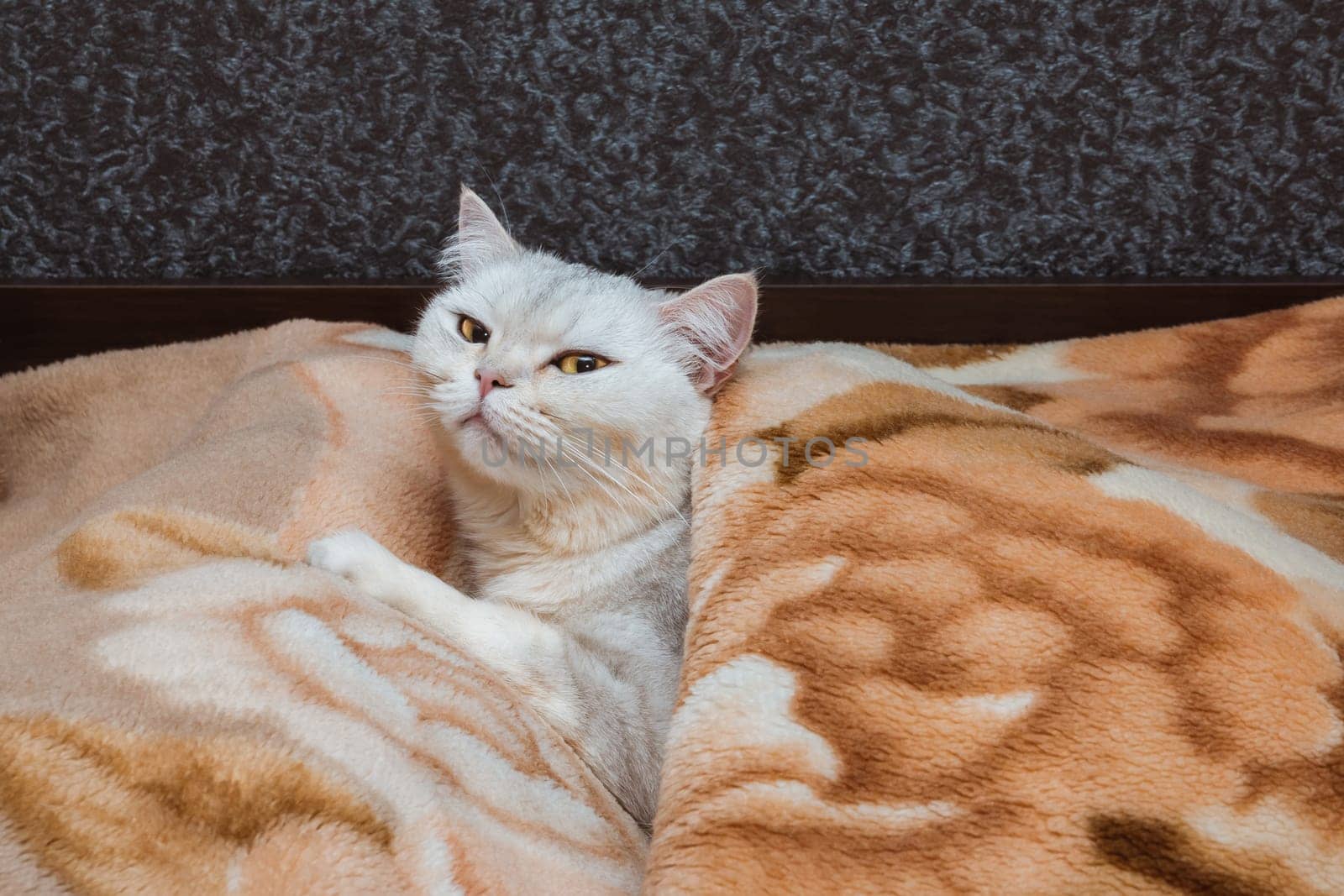 The awakened silver cat of the British breed lies on the bed under the blanket. Pets at home
