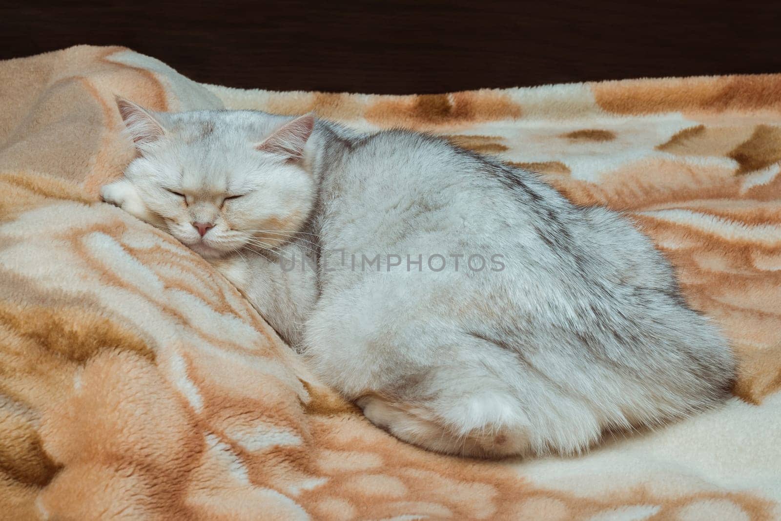 A silvery British cat sleeps sweetly on the bed. Pets at home by ElenaNEL