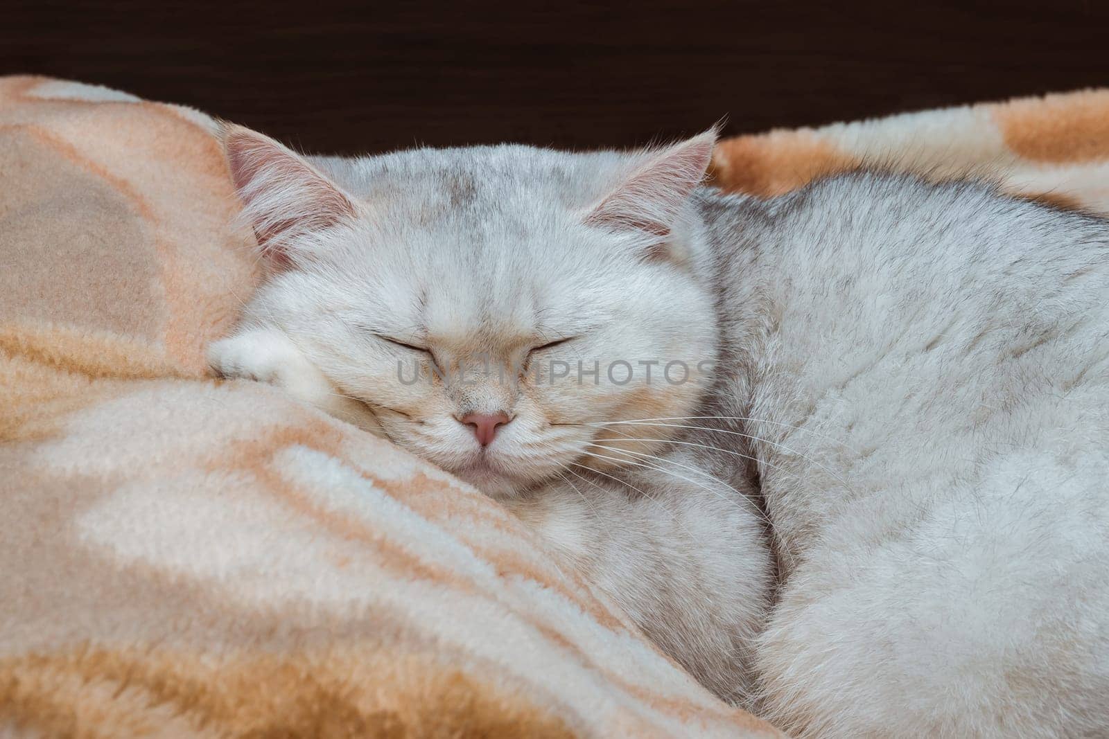 A silvery British breed cat is sleeping in close-up on a bed with its head on a pillow. Pets at home