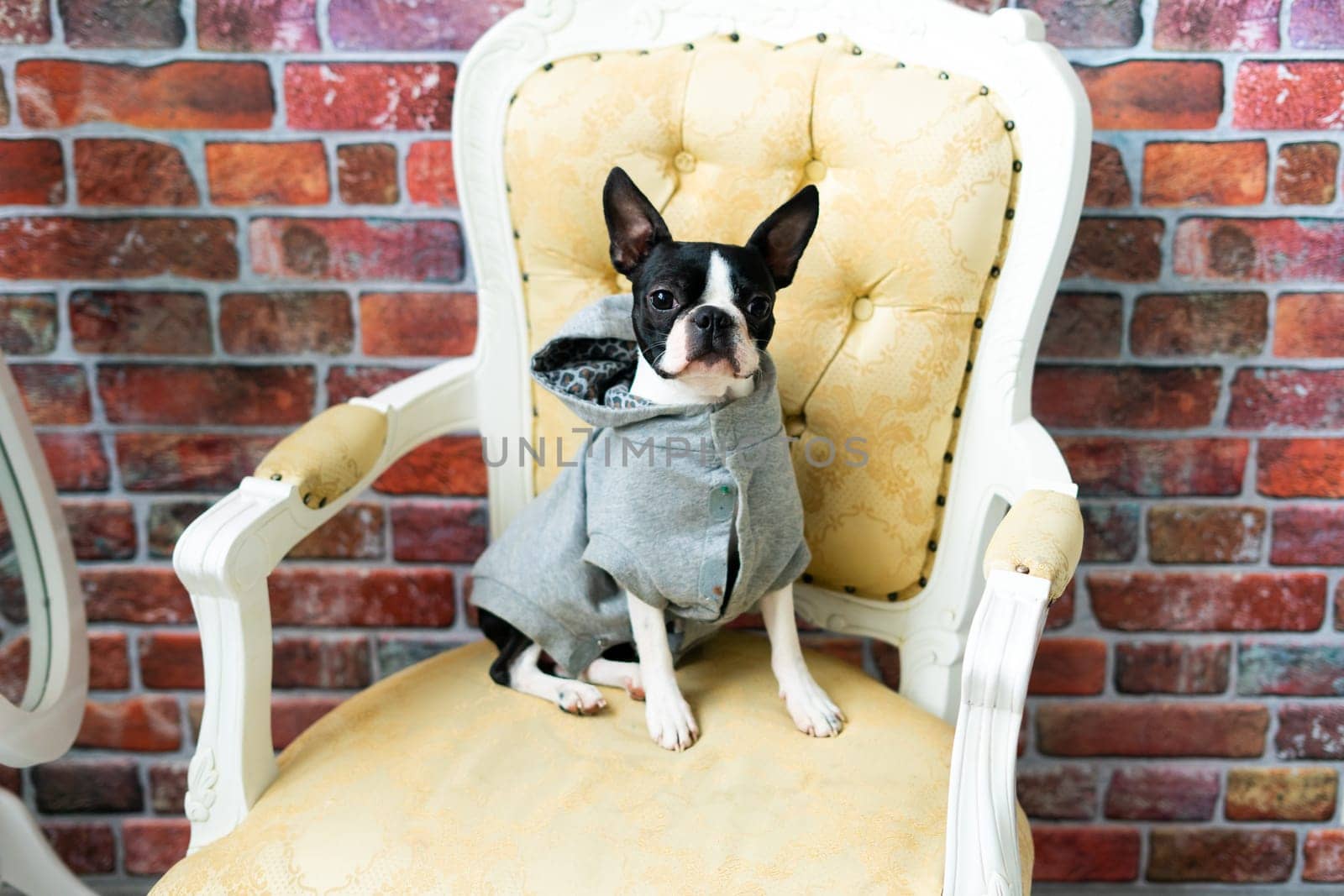 Boston Terrier dog sitting on an ancient arm chair in studio. by Zelenin