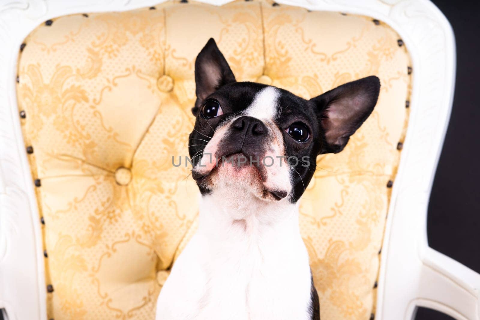 Boston Terrier dog sitting on an ancient arm chair in a studio.