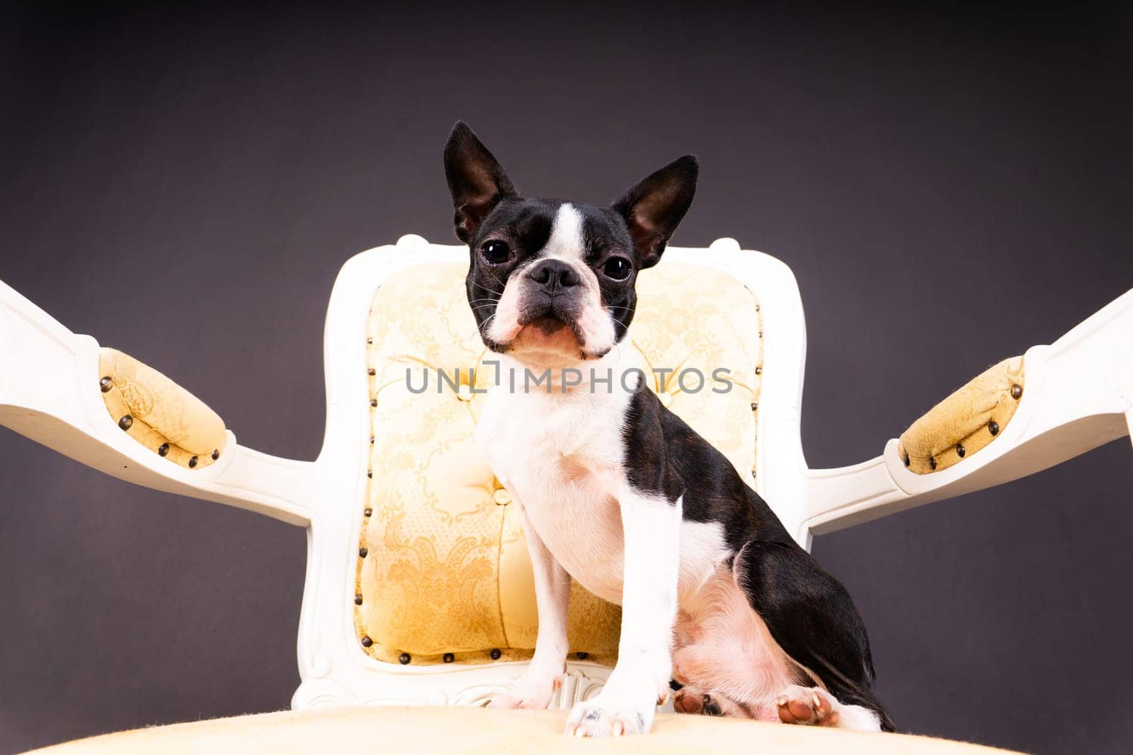 Boston Terrier dog sitting on an ancient arm chair in studio. by Zelenin