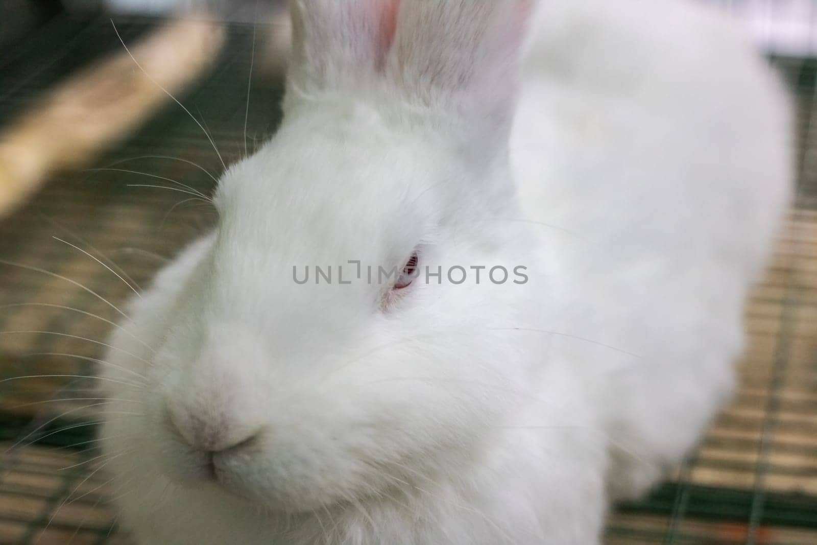 White rabbit with red eyes lies in a cage close up