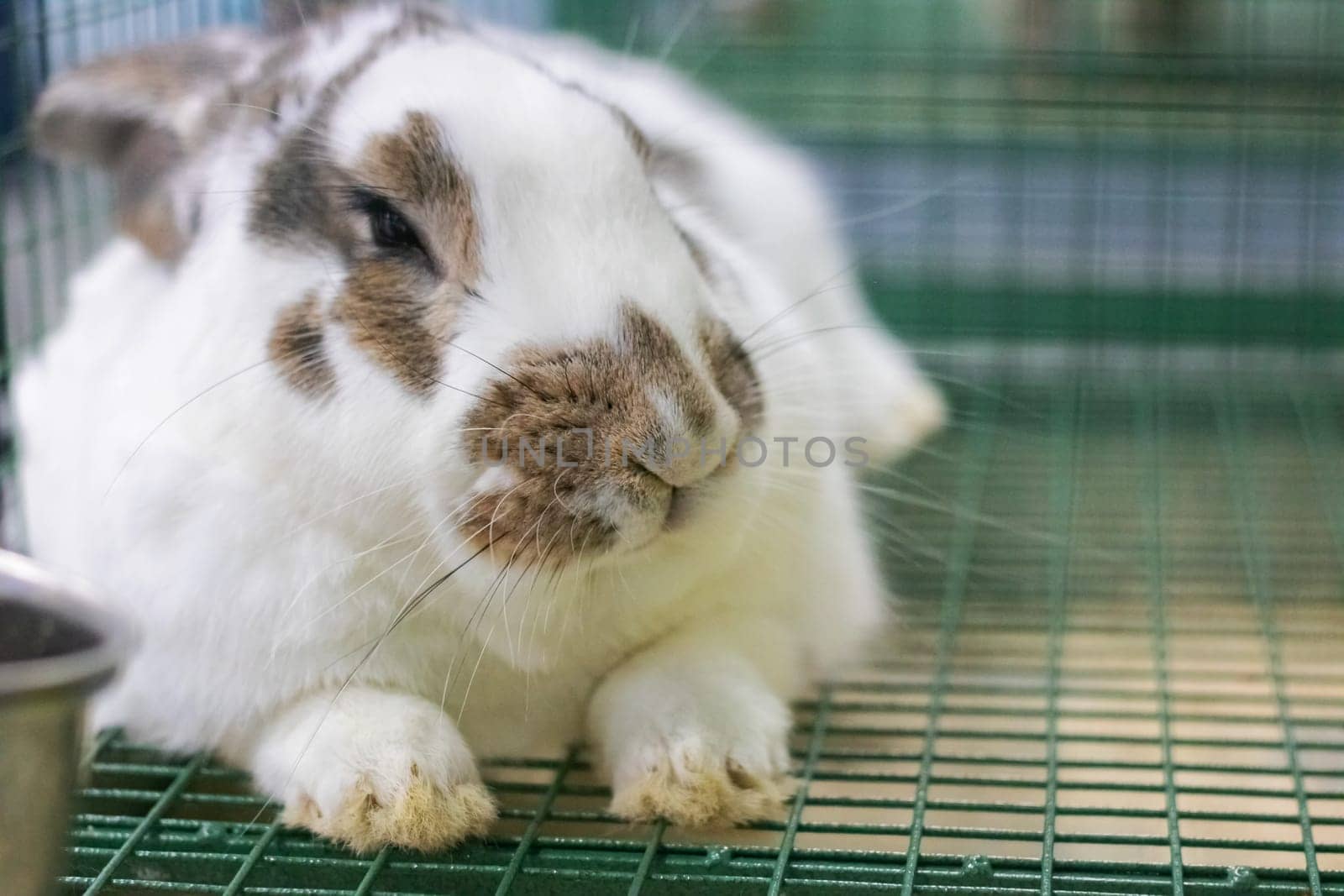 Spotted white rabbit lies in a cage with copy space