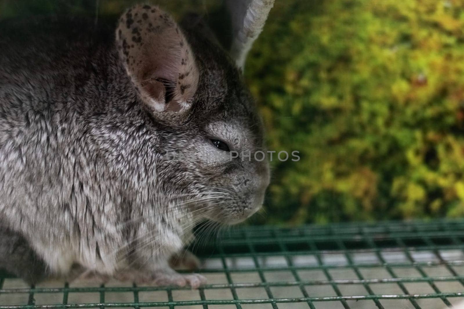 Spotted gray rabbit in a cage, closeup portrait by Vera1703