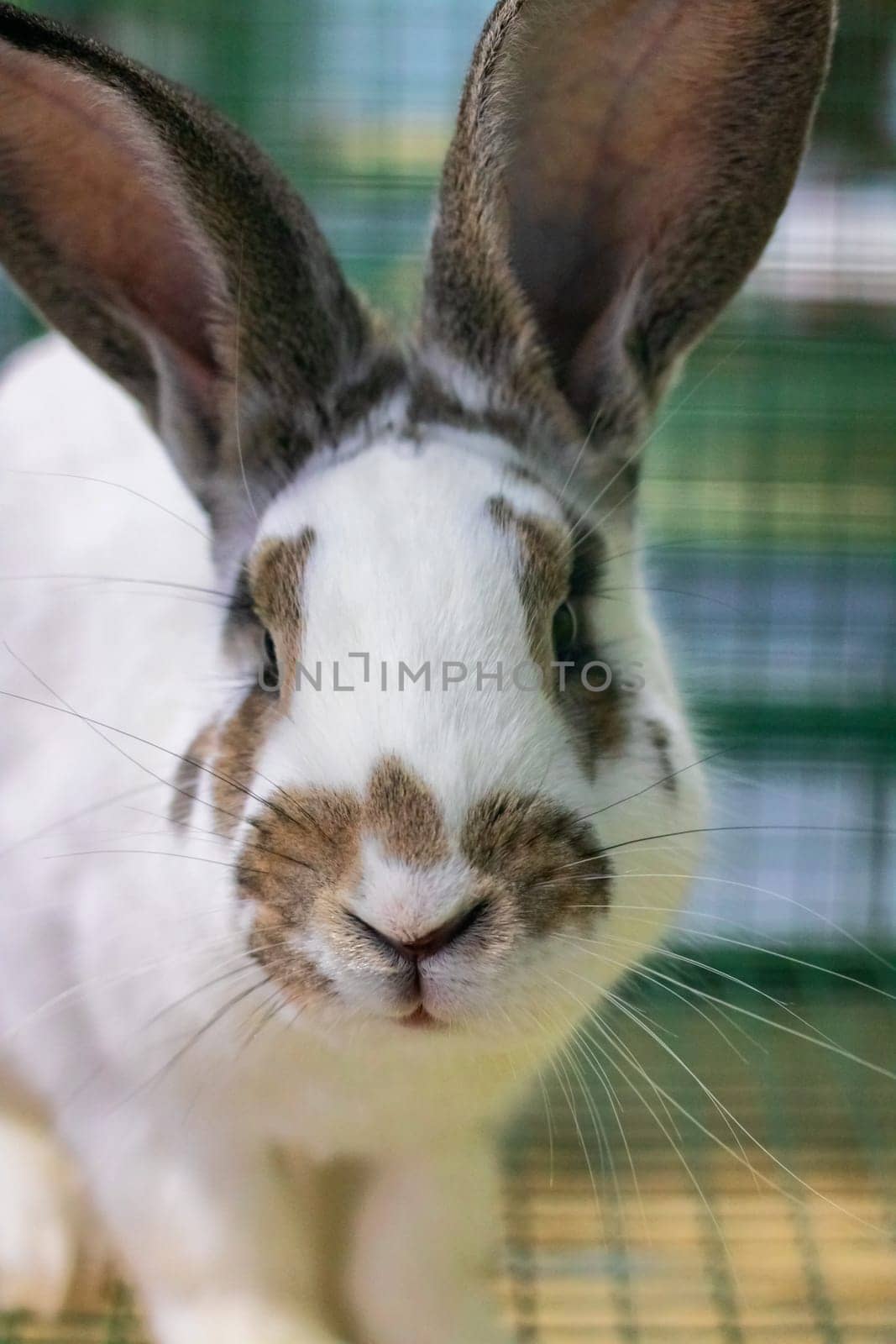 Home spotted white rabbit in a cage, close up portrait