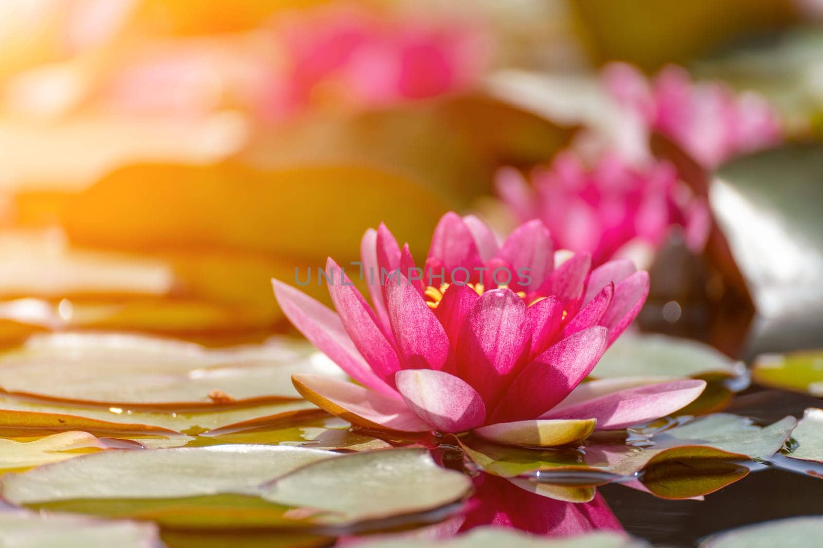 Pink lotus water lily flower in pond, waterlily with green leaves blooming.