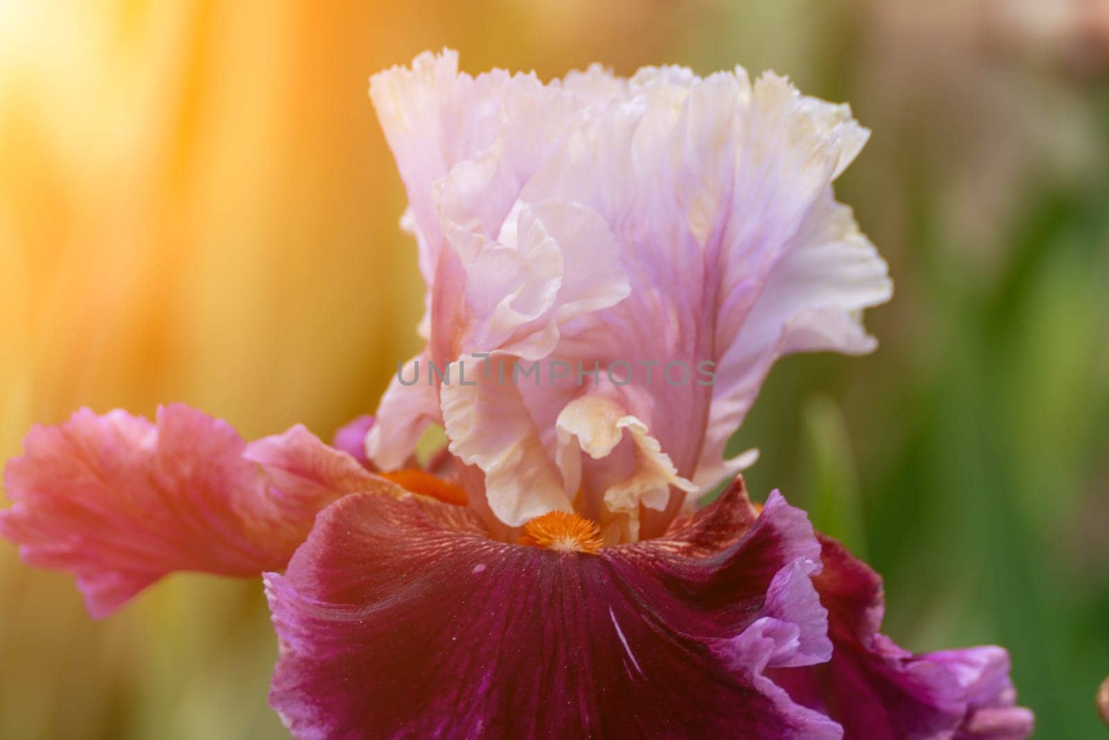 Purple with yellow bearded iris flower close up.