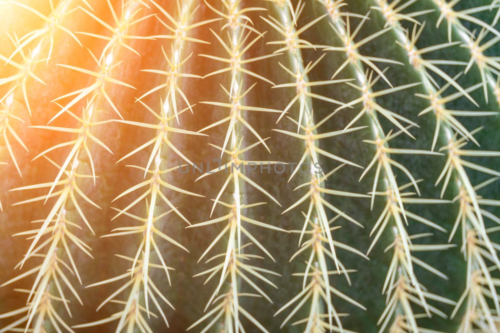 thorn cactus texture background. Golden barrel cactus, golden ball or mother-in-law's cushion Echinocactus grusonii is a species of barrel cactus which is endemic to east-central Mexico by Matiunina