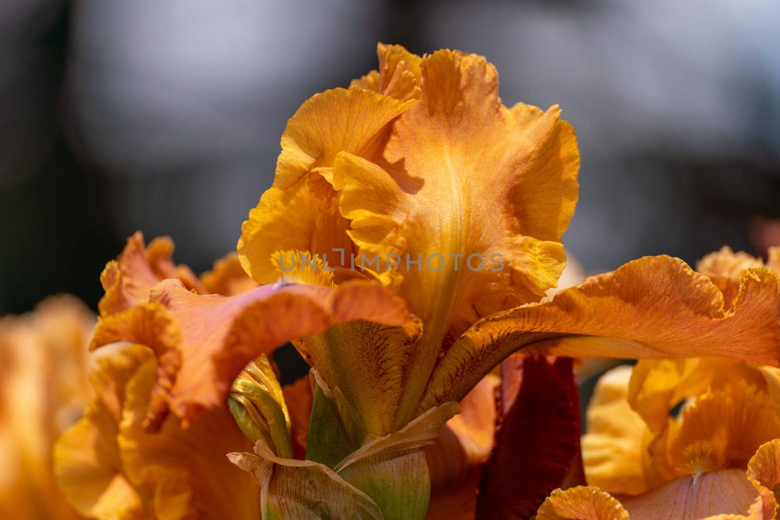 Orange bearded iris flower close up.