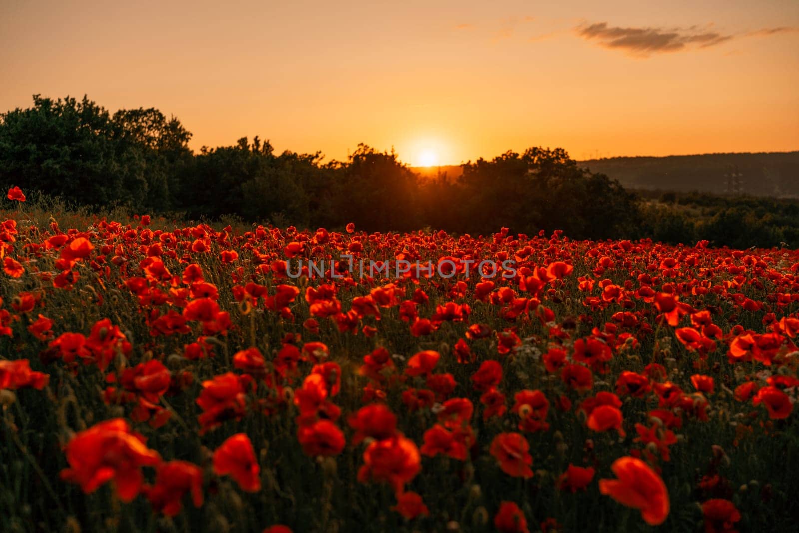 Field poppies sunset light banner. Red poppies flowers bloom in meadow. Concept nature, environment, ecosystem