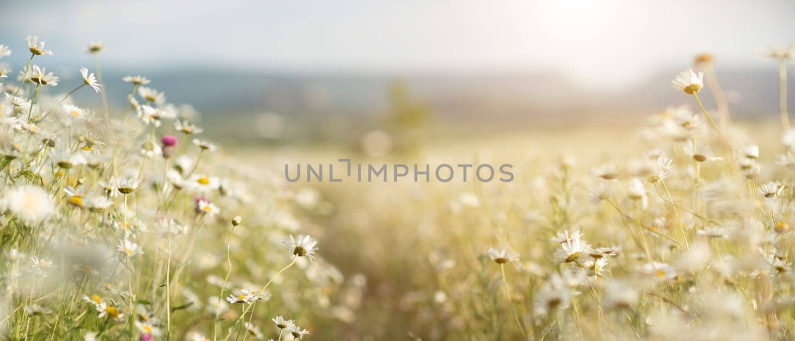 Daisy Chamomile background. Beautiful nature scene with blooming chamomilles in sun flare. Sunny day. Summer flowers. by Matiunina