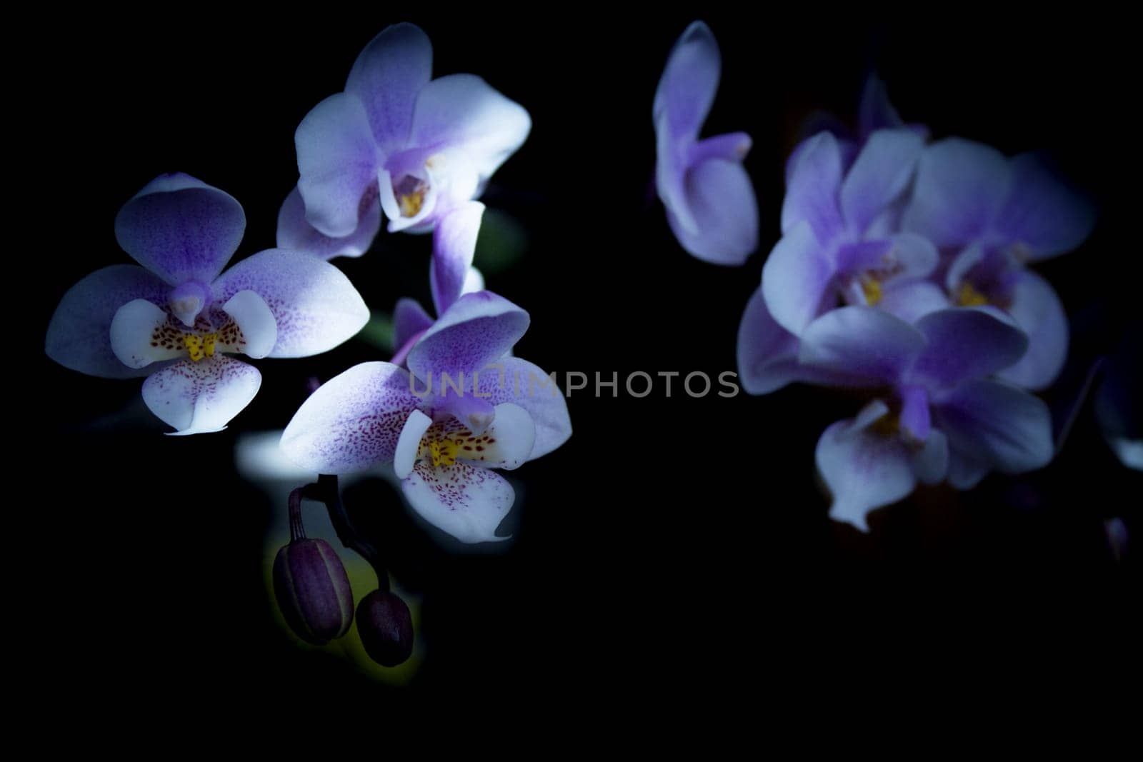 White and purple toy orchid flowers. No people