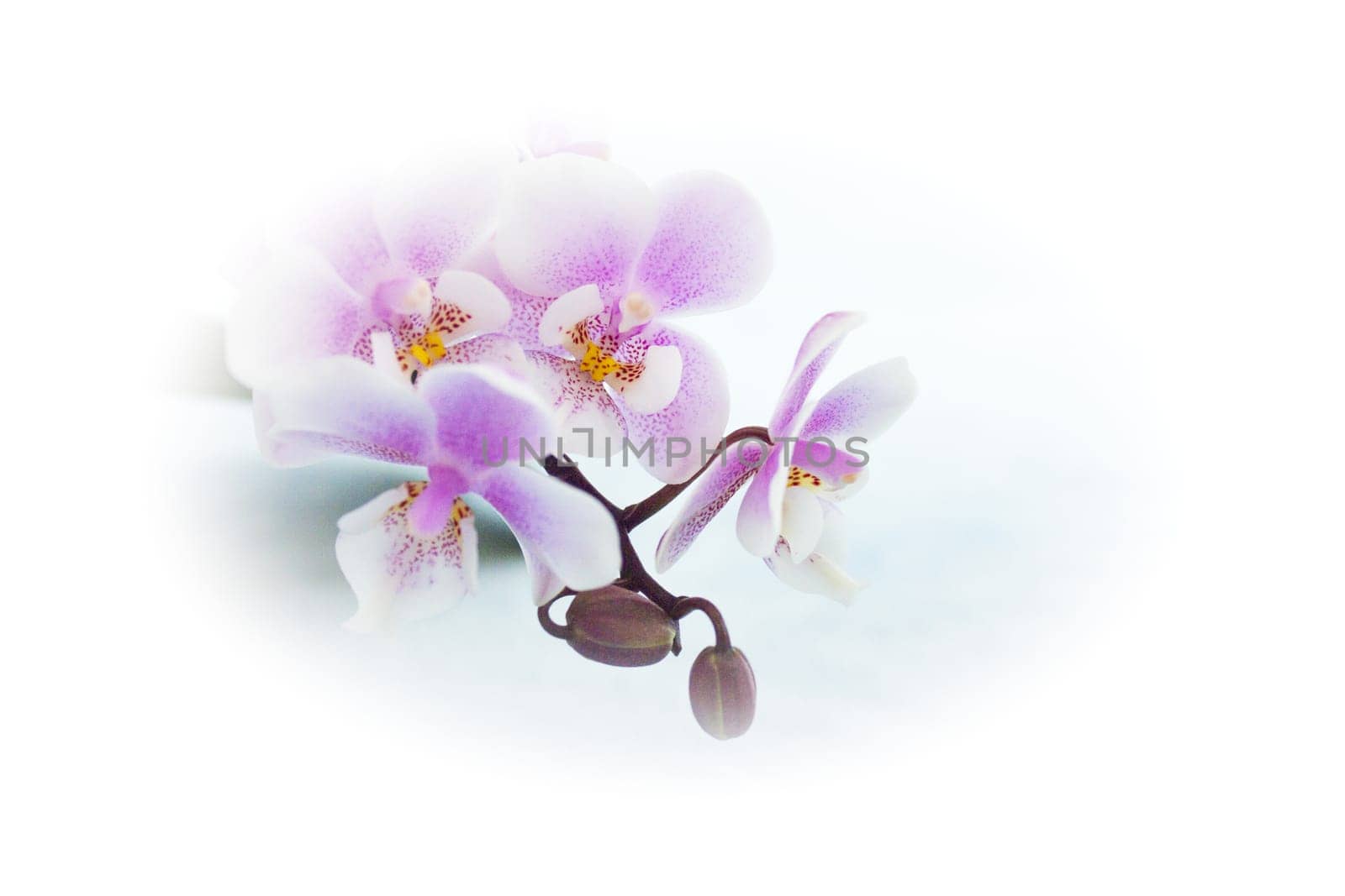 White and purple toy orchid flowers. No people