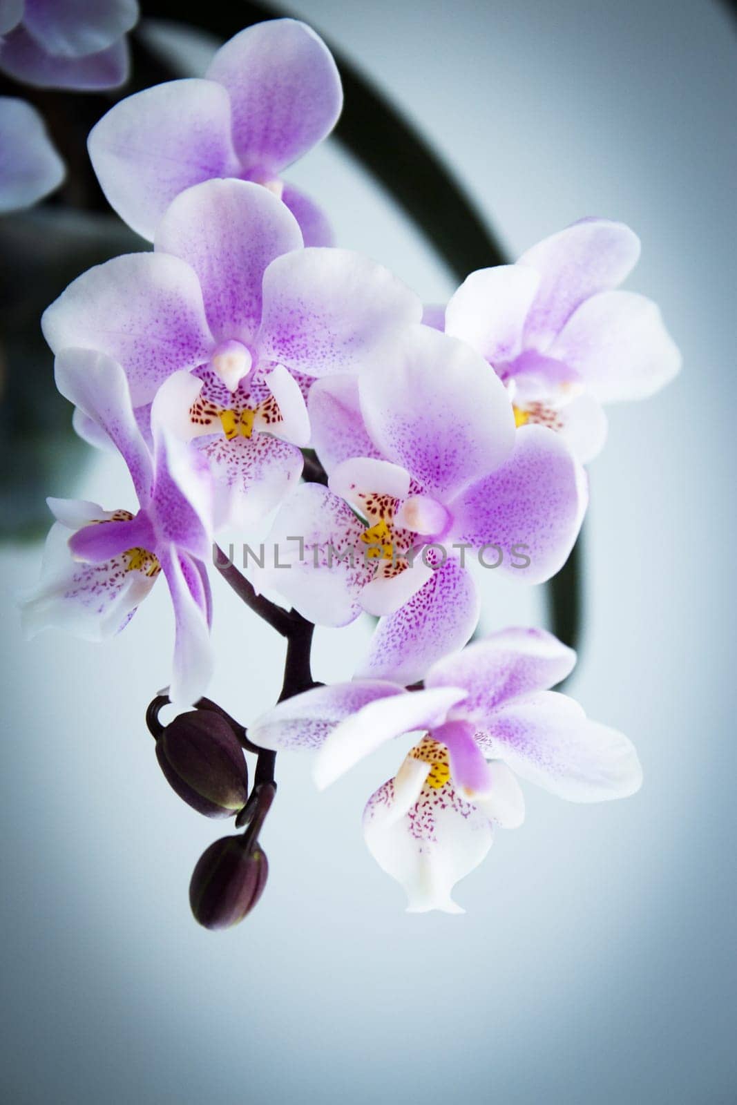 White and purple toy orchid flowers. No people