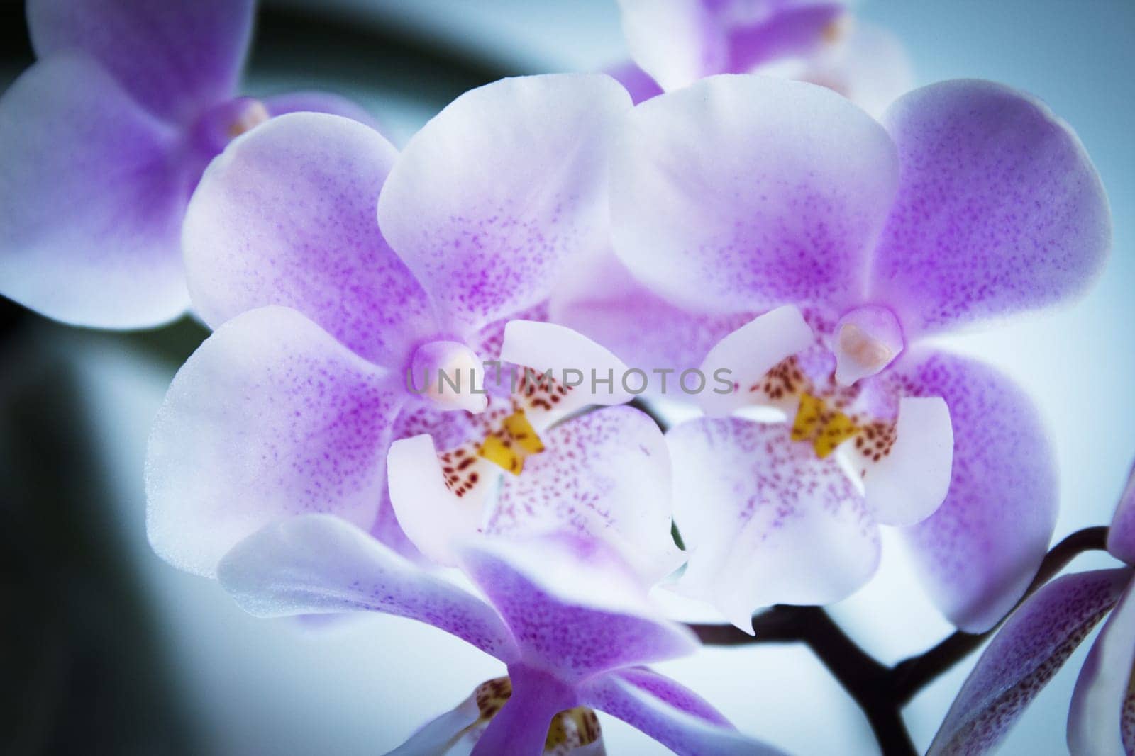 White and purple toy orchid flowers. No people