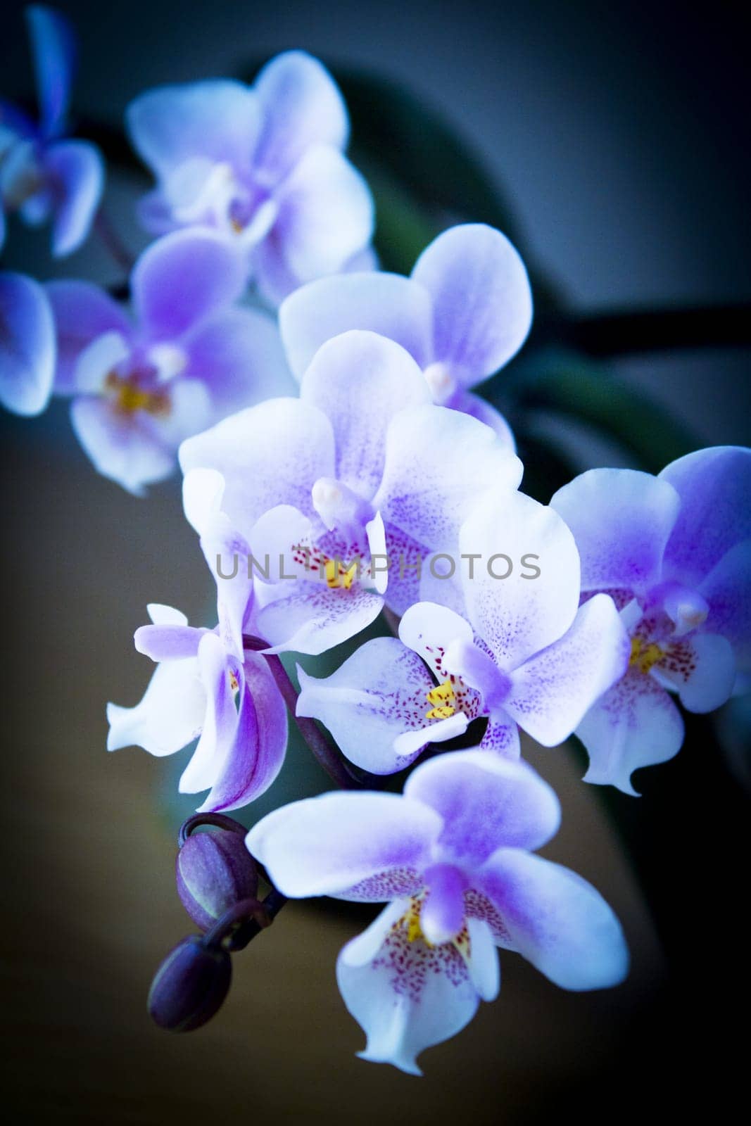 White and purple toy orchid flowers. No people