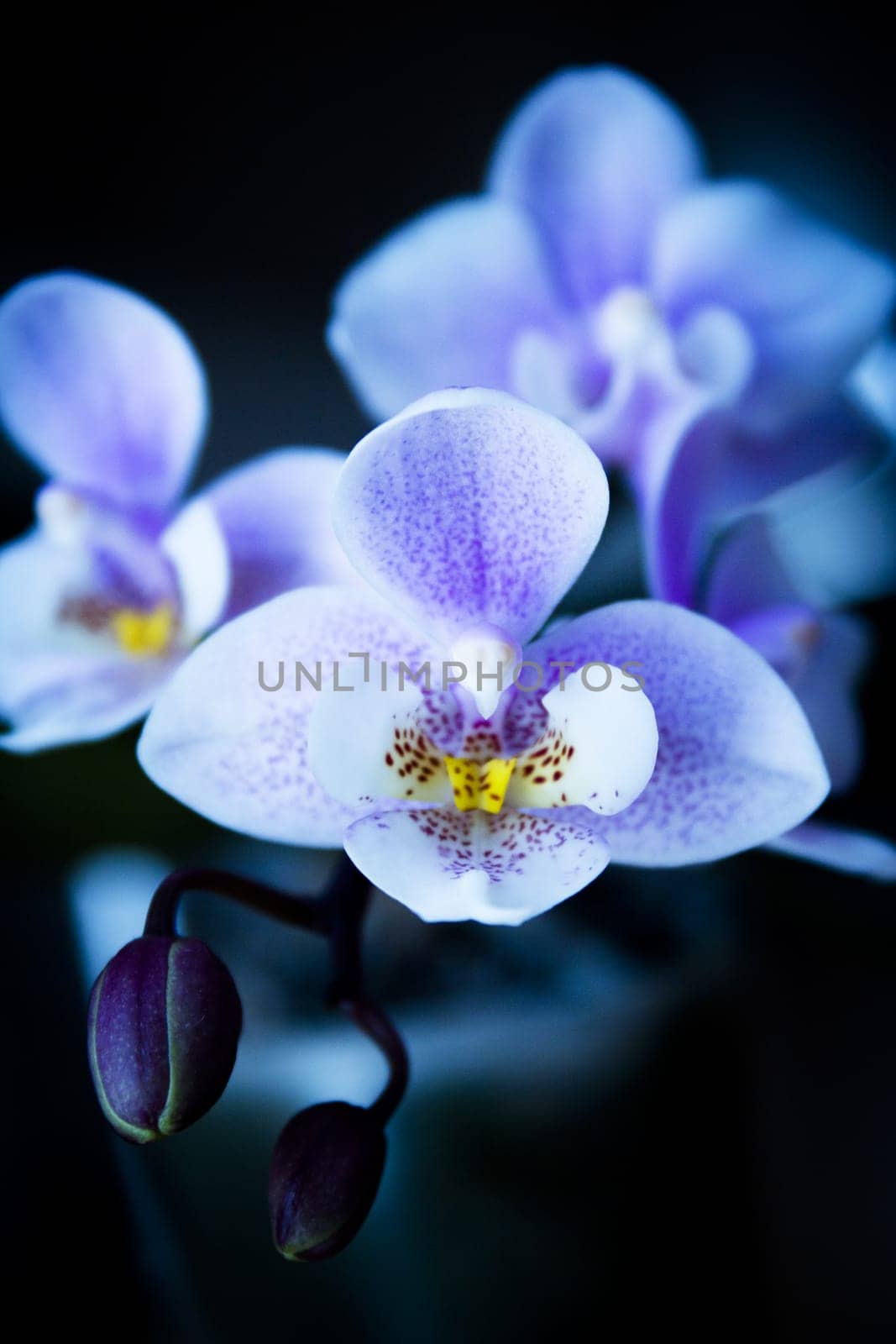 White and purple toy orchid flowers. No people