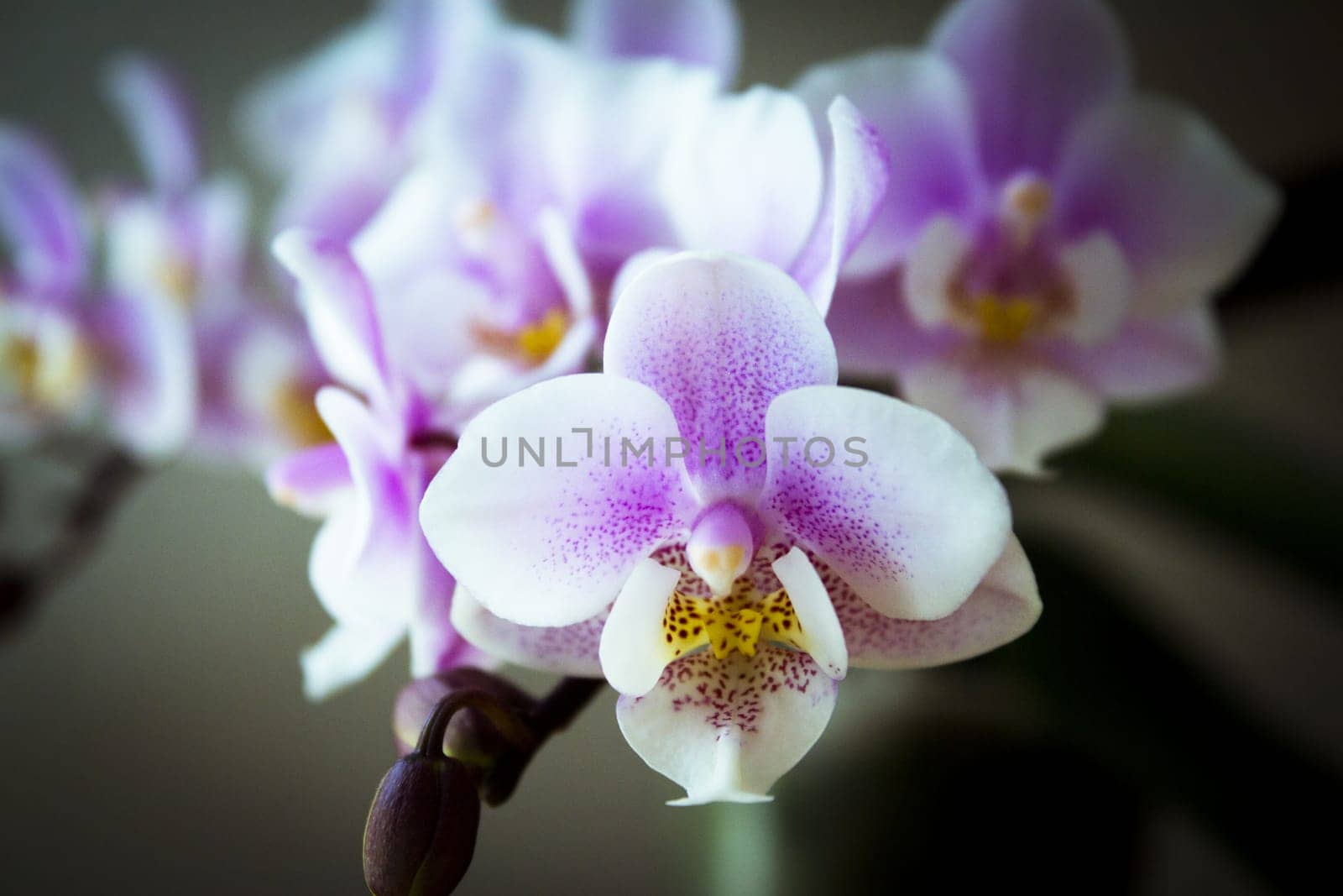 White and purple toy orchid flowers. No people