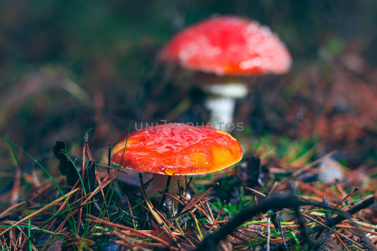 Two Amanita Muscaria, Known as the Fly Agaric or Fly Amanita by InfinitumProdux