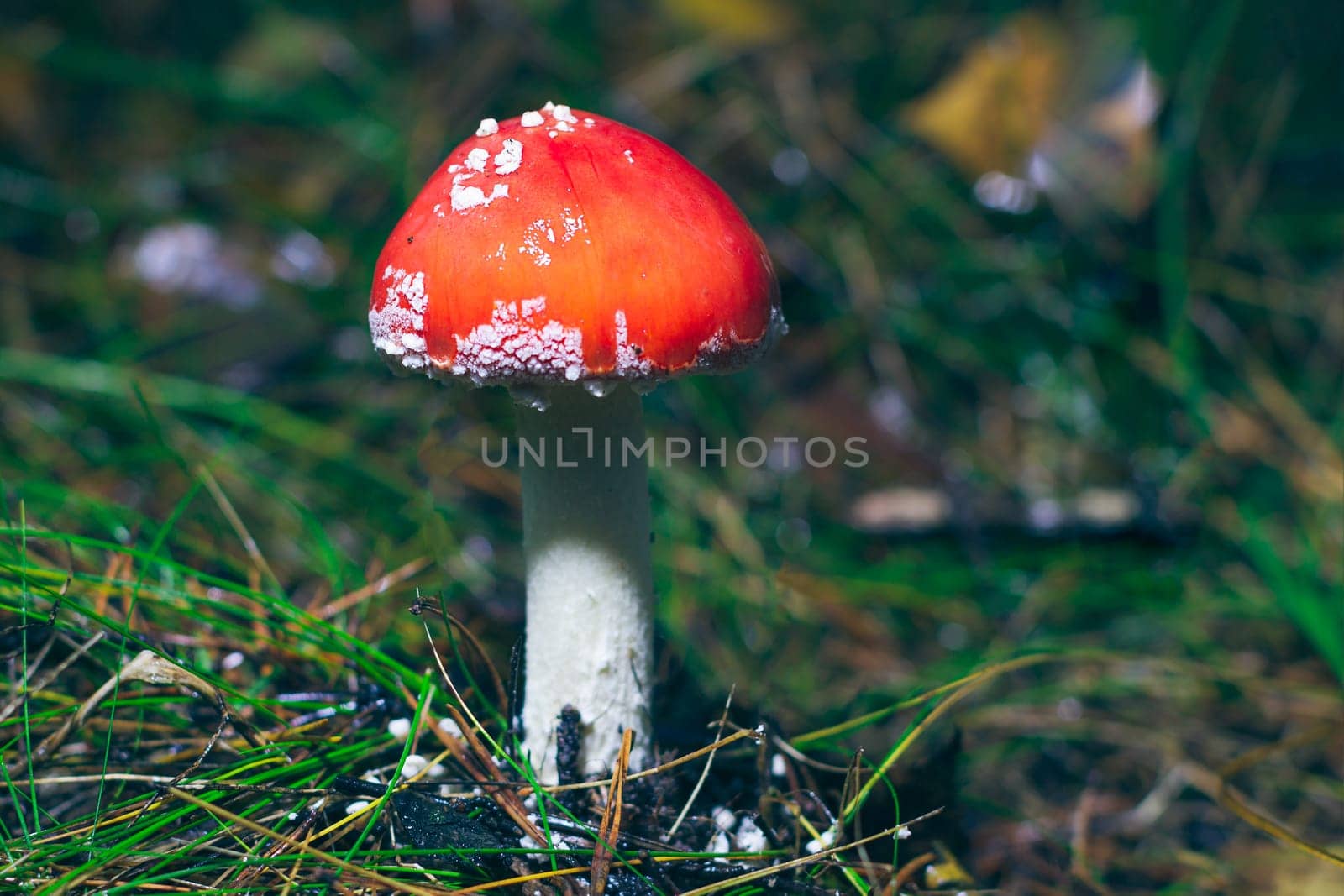 Young Amanita Muscaria, Known as the Fly Agaric or Fly Amanita by InfinitumProdux