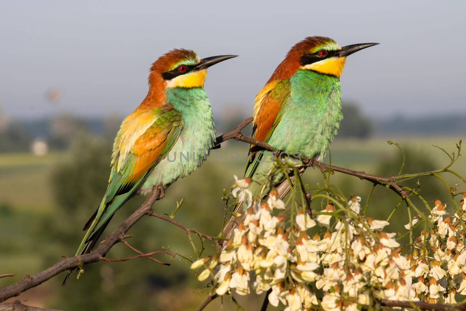 birds, bee-eater sitting on a branch in bloom, new season, bright colors