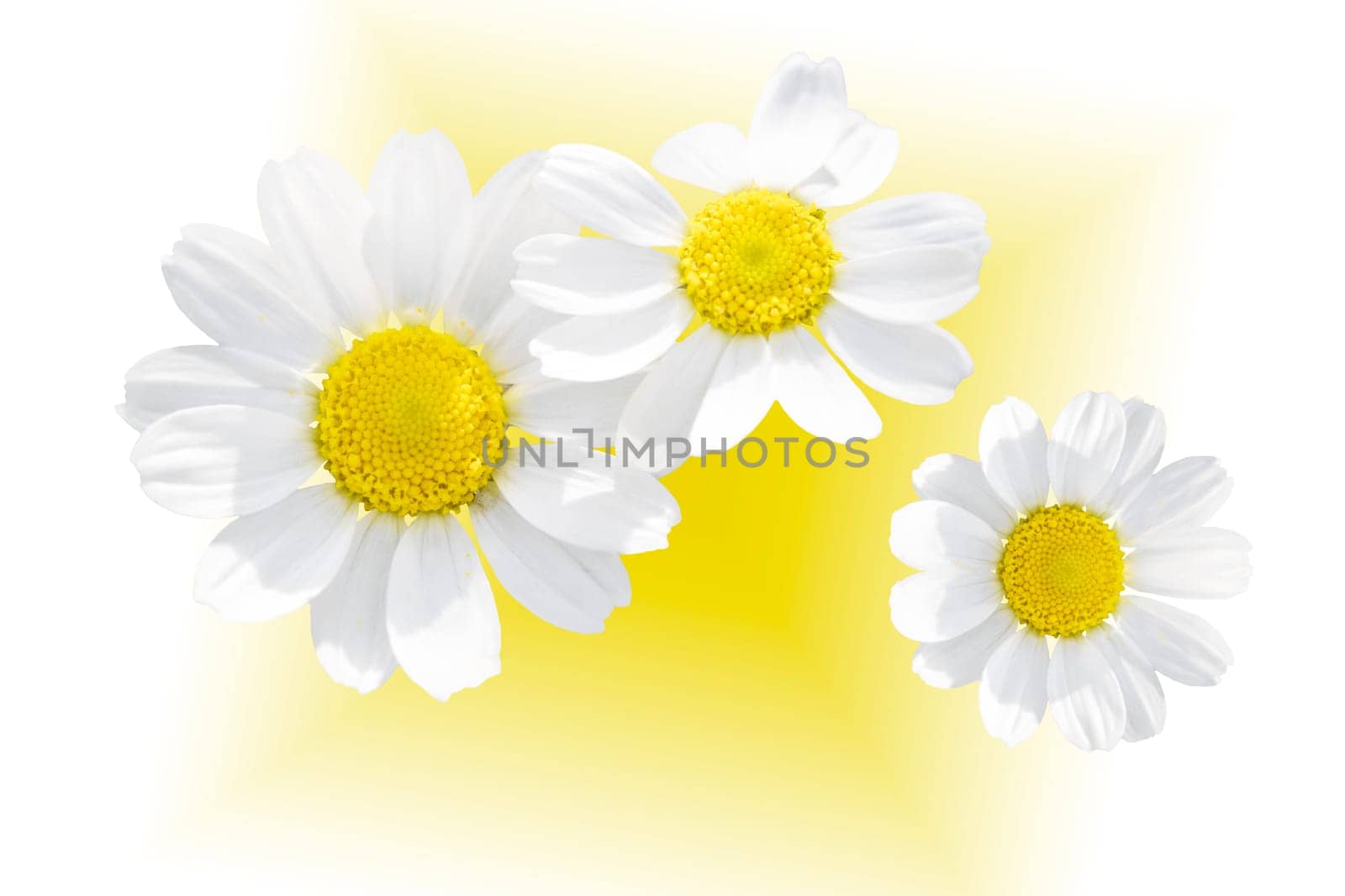 daisies isolated on yellow white background, new season, bright colors