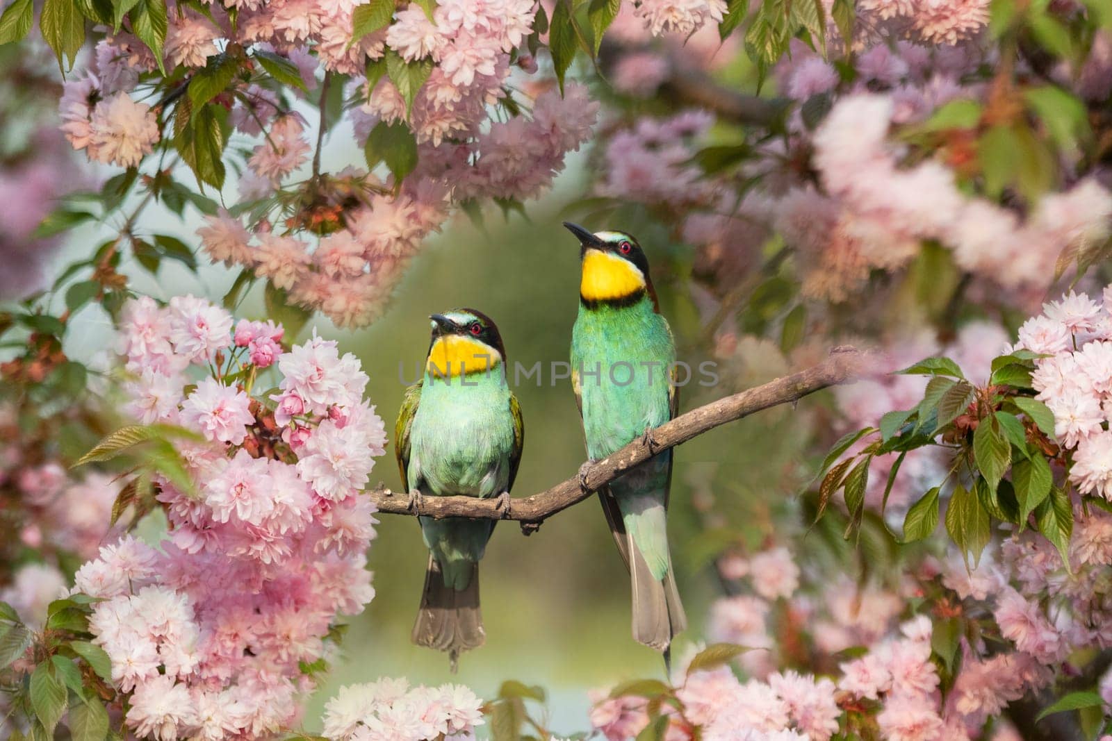 pair of birds, bee-eater sitting on a branch in pink blossom, new season, bright colors