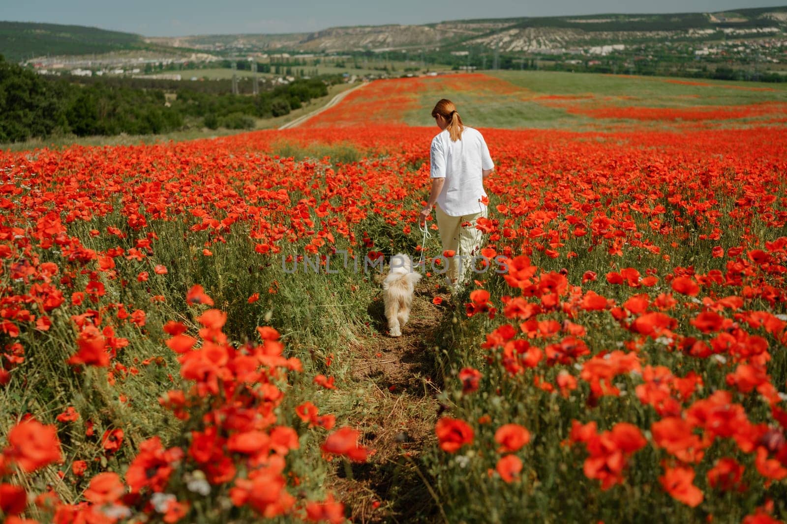 woman with dog. Happy woman walking with white dog along a blooming poppy field on a sunny day. On a walk with dog by Matiunina