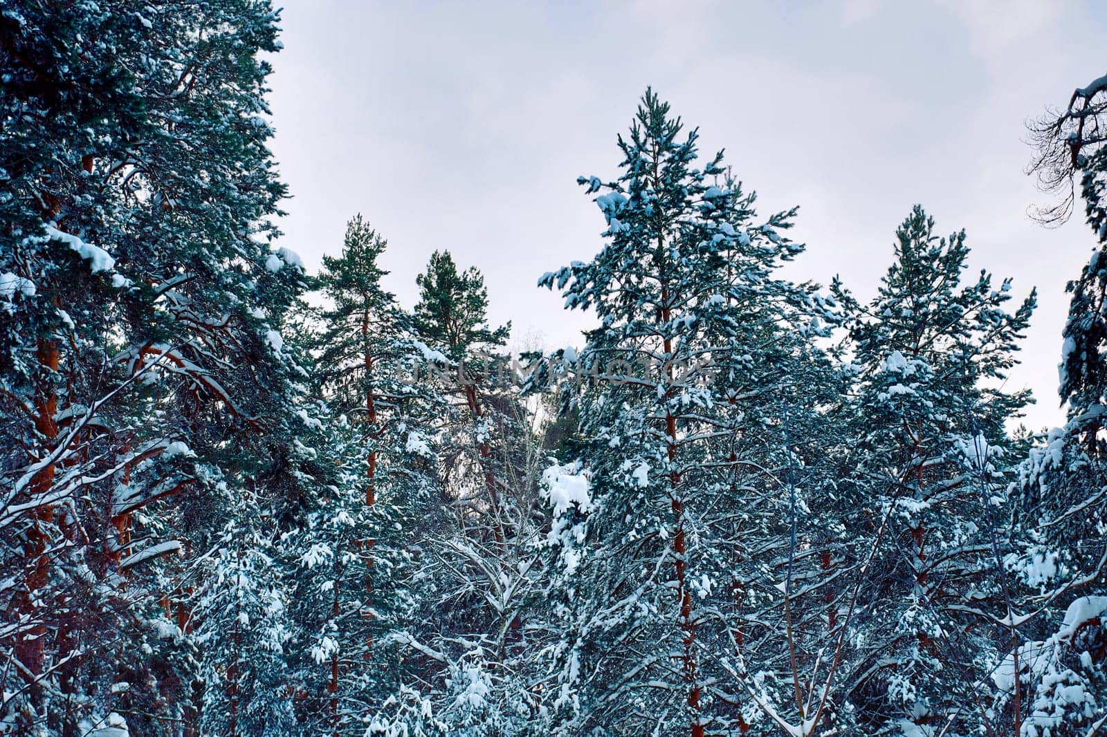 Tall pine trees covered with snow. Winter in a pine forest by DAndreev