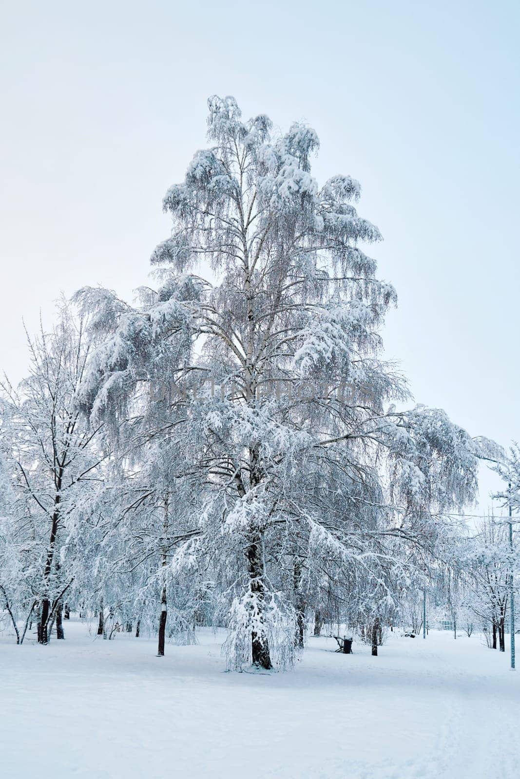 Birch covered with frost and snow in a winter park
