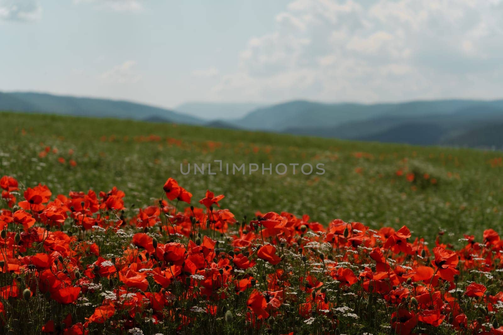 Field blossoming poppies. Poppy field. by Matiunina