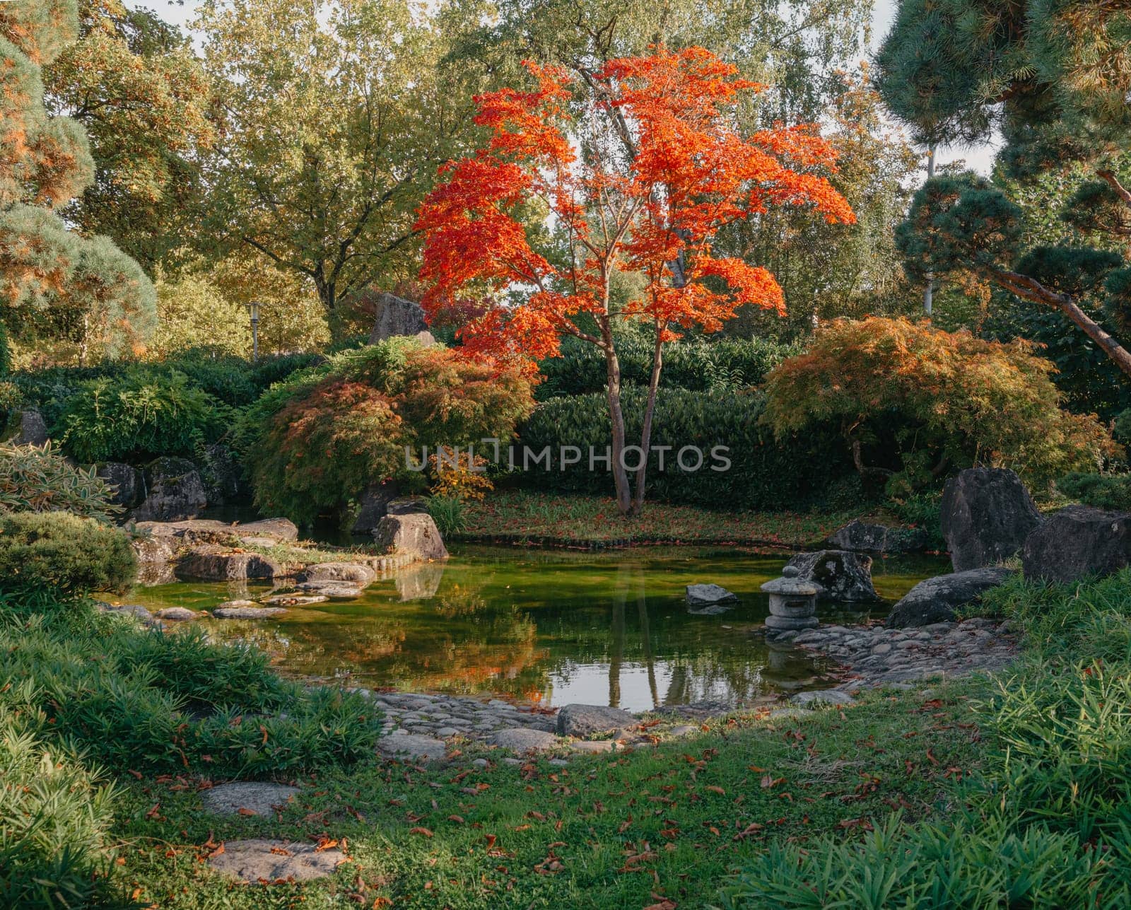 Beautiful Japanese Garden and red trees at autumn seson. A burst of fall color with pond reflections. by Andrii_Ko