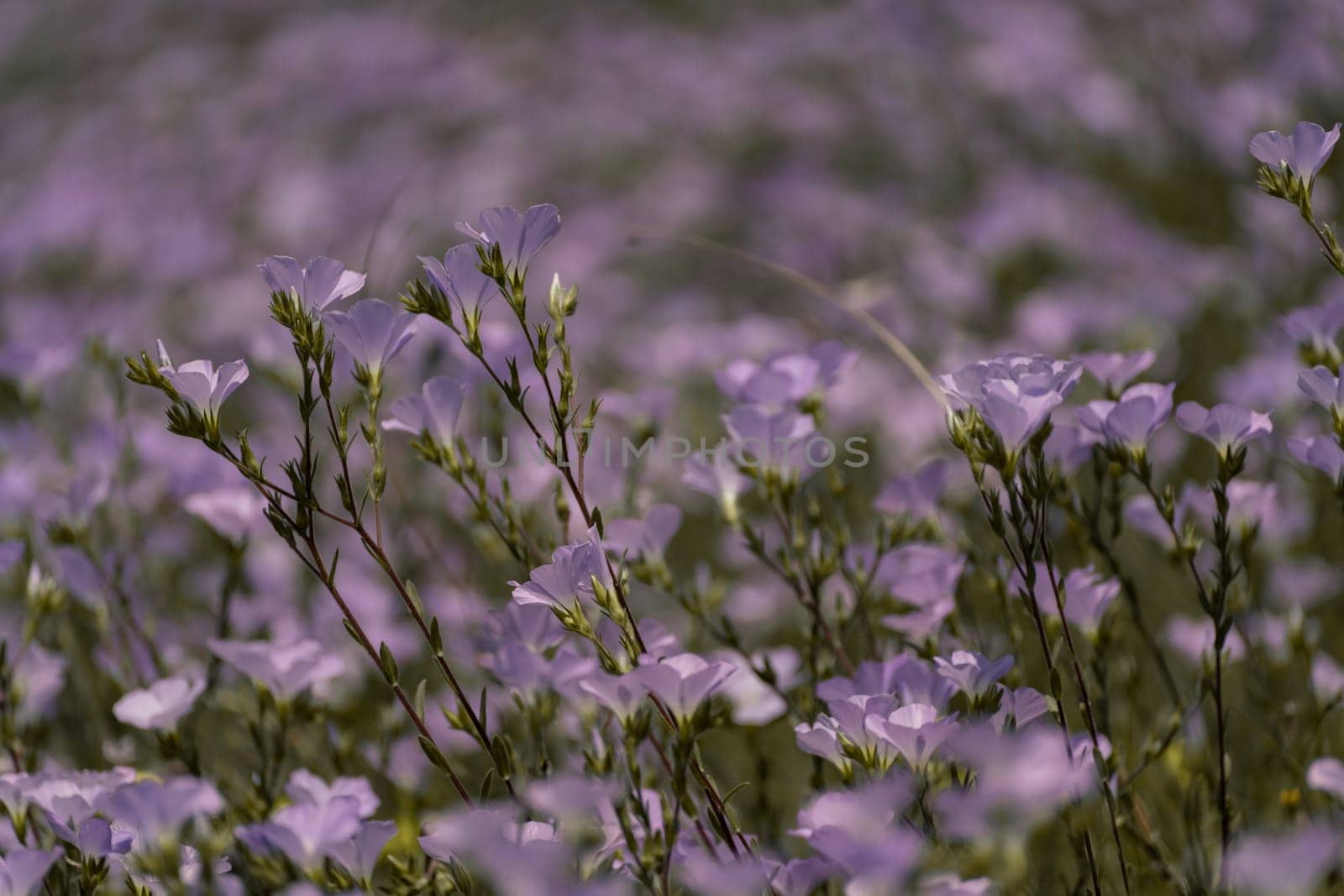 linen field linum usitatissimum. Flax flowers swaying in the wind. Slow motion video by Matiunina
